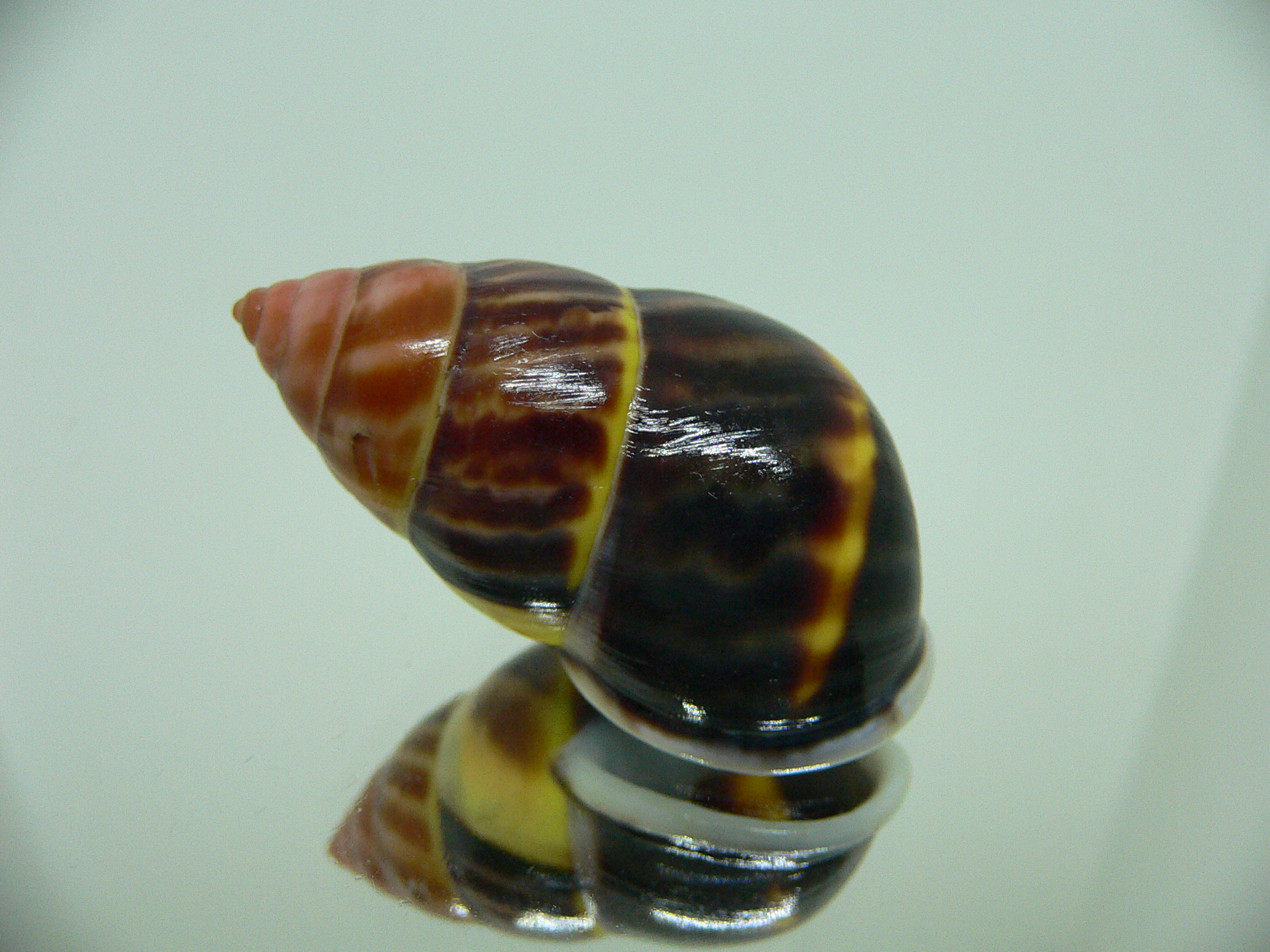 Amphidromus perversus melanoma BEAUTIFUL