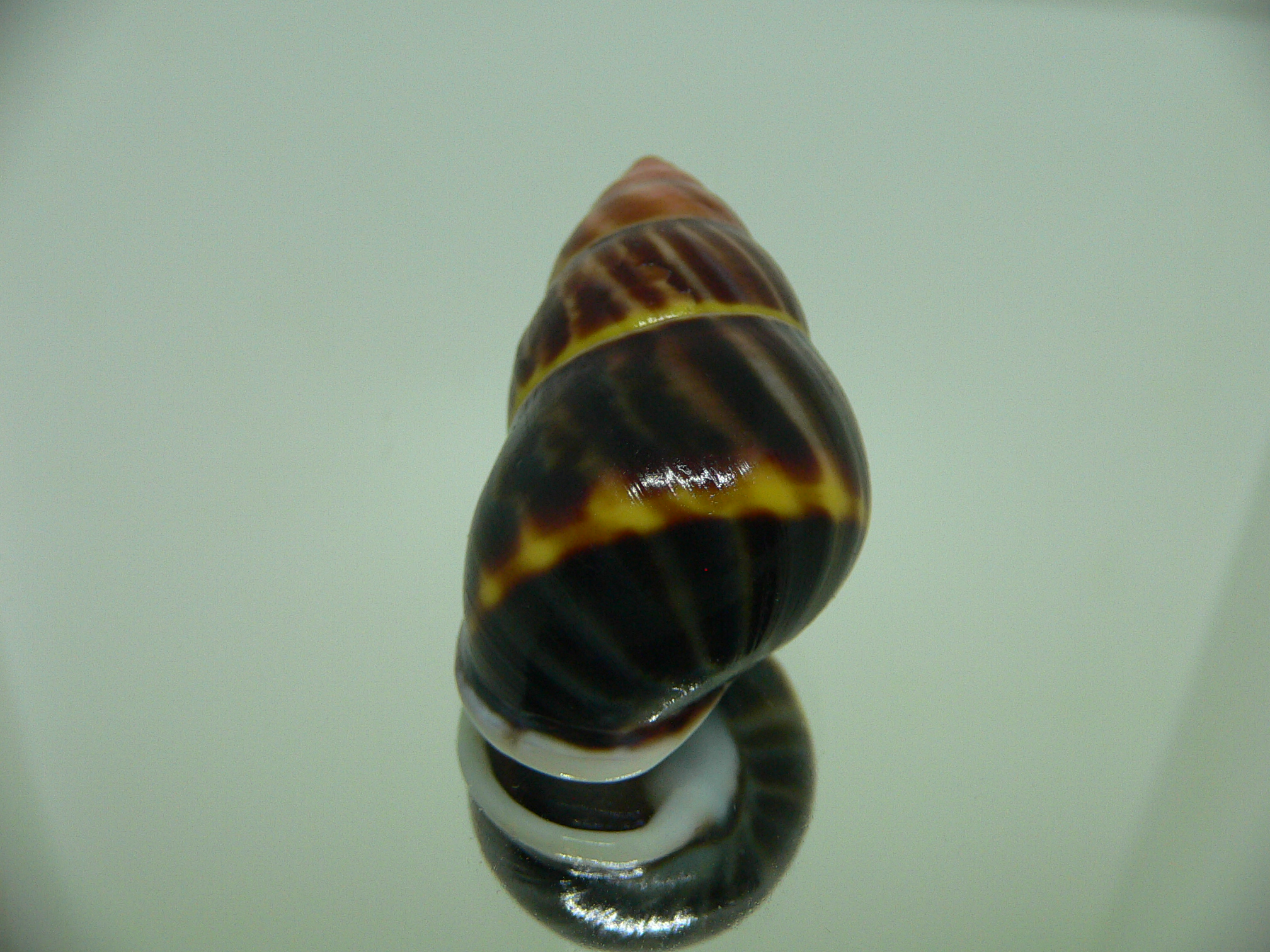 Amphidromus perversus melanoma BEAUTIFUL