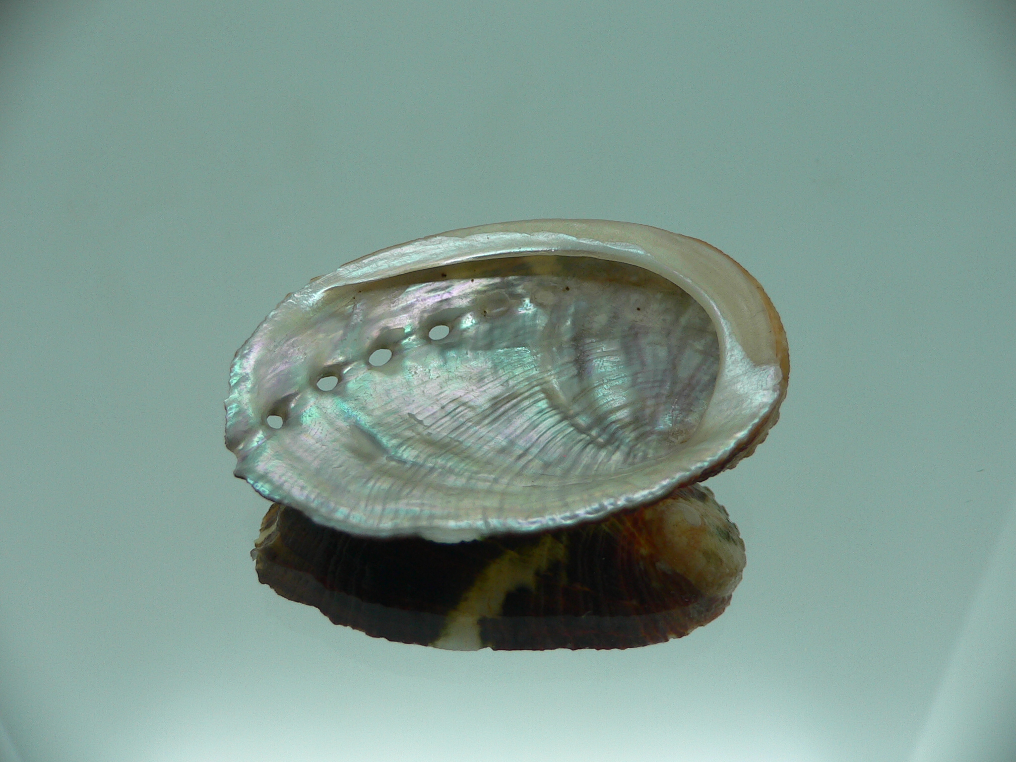 Haliotis planata IDEAL & ZIGZAG