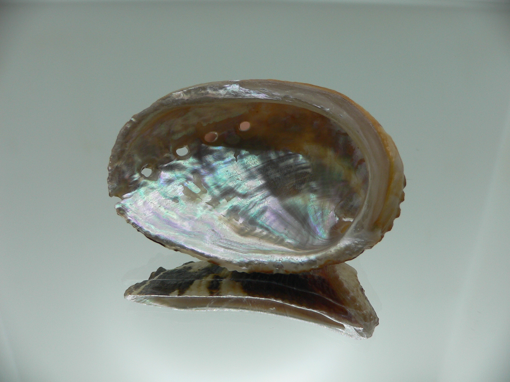 Haliotis planata IDEAL & ZIGZAG