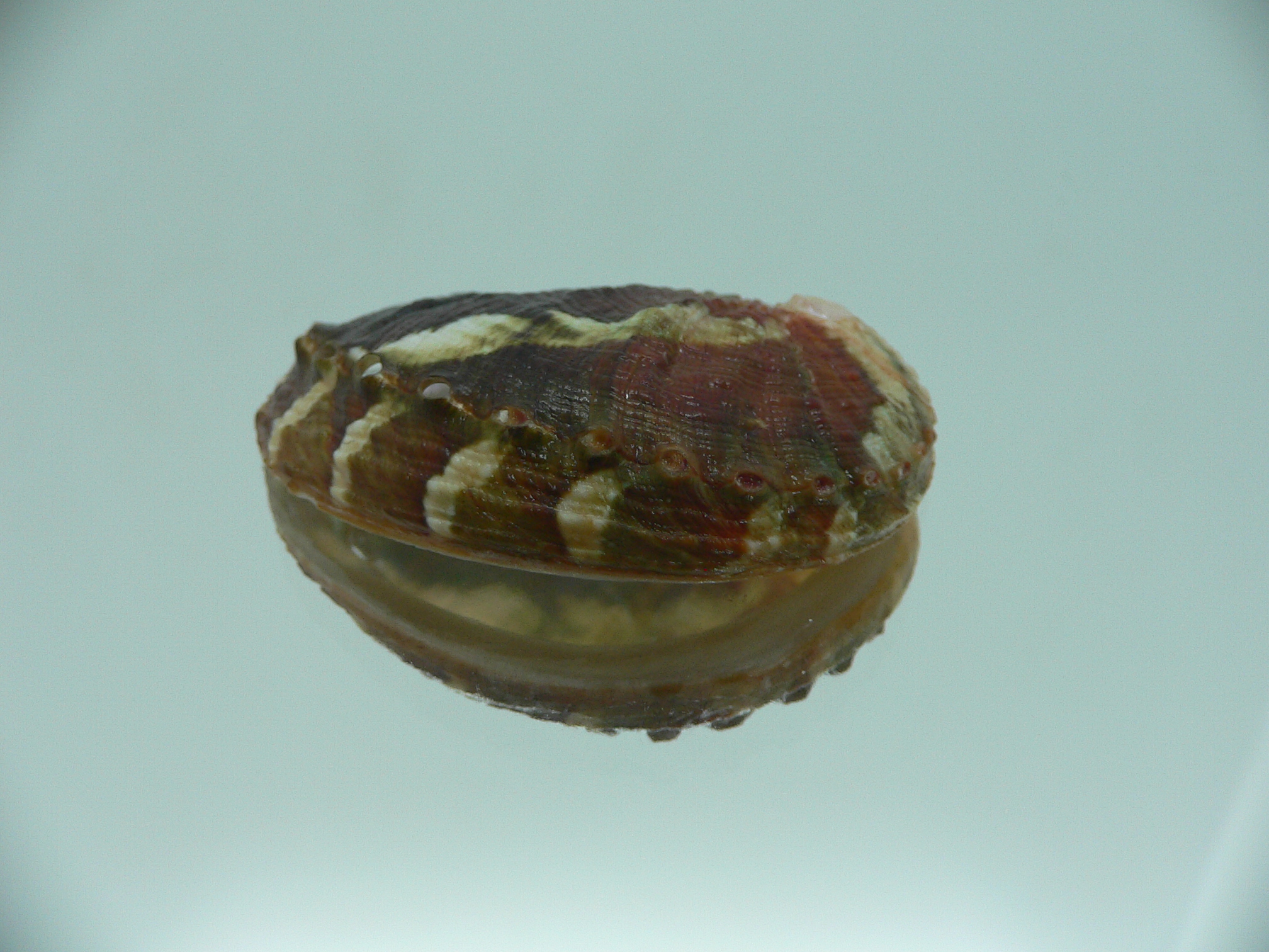 Haliotis planata IDEAL & ZIGZAG