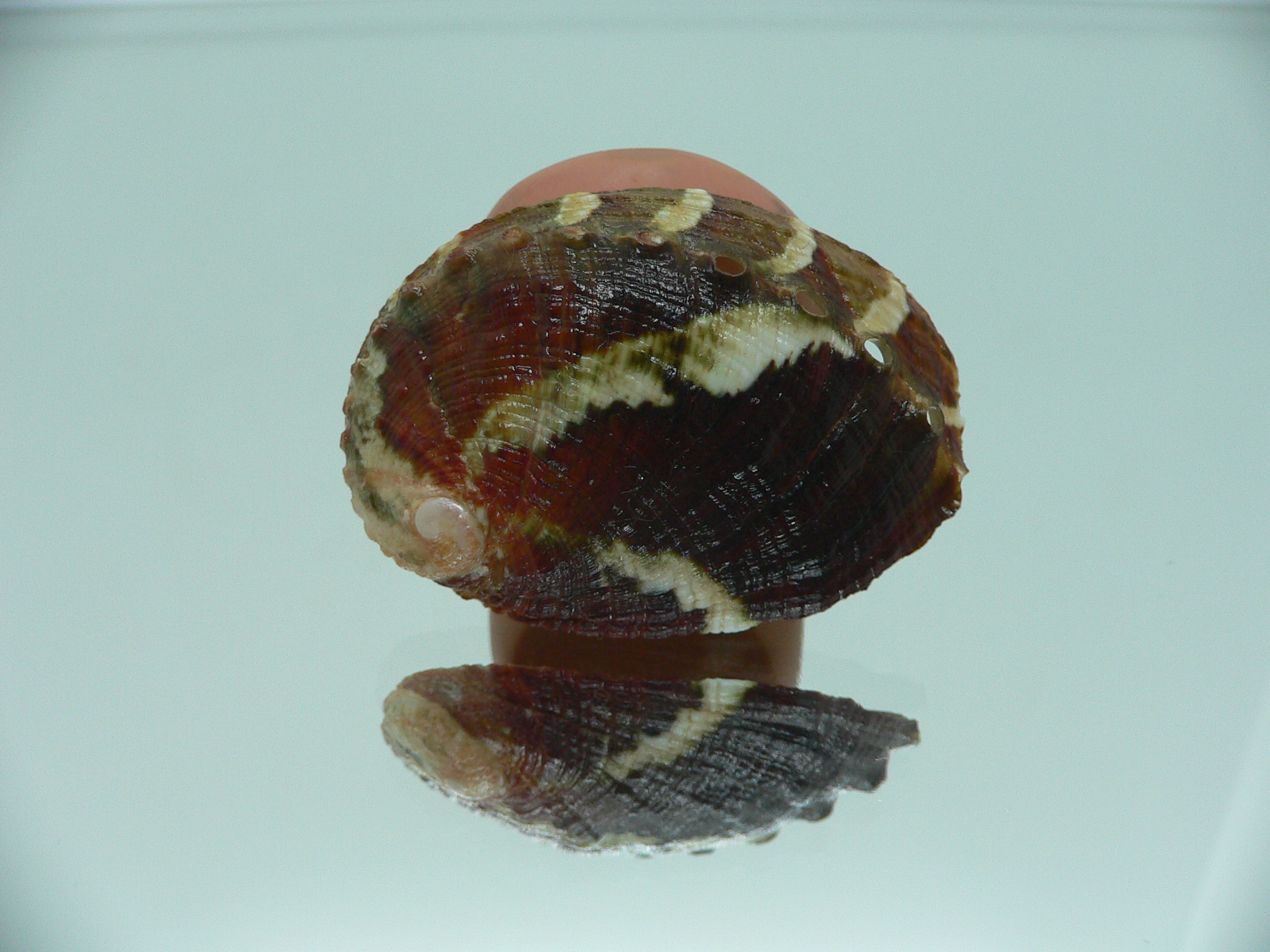 Haliotis planata IDEAL & ZIGZAG