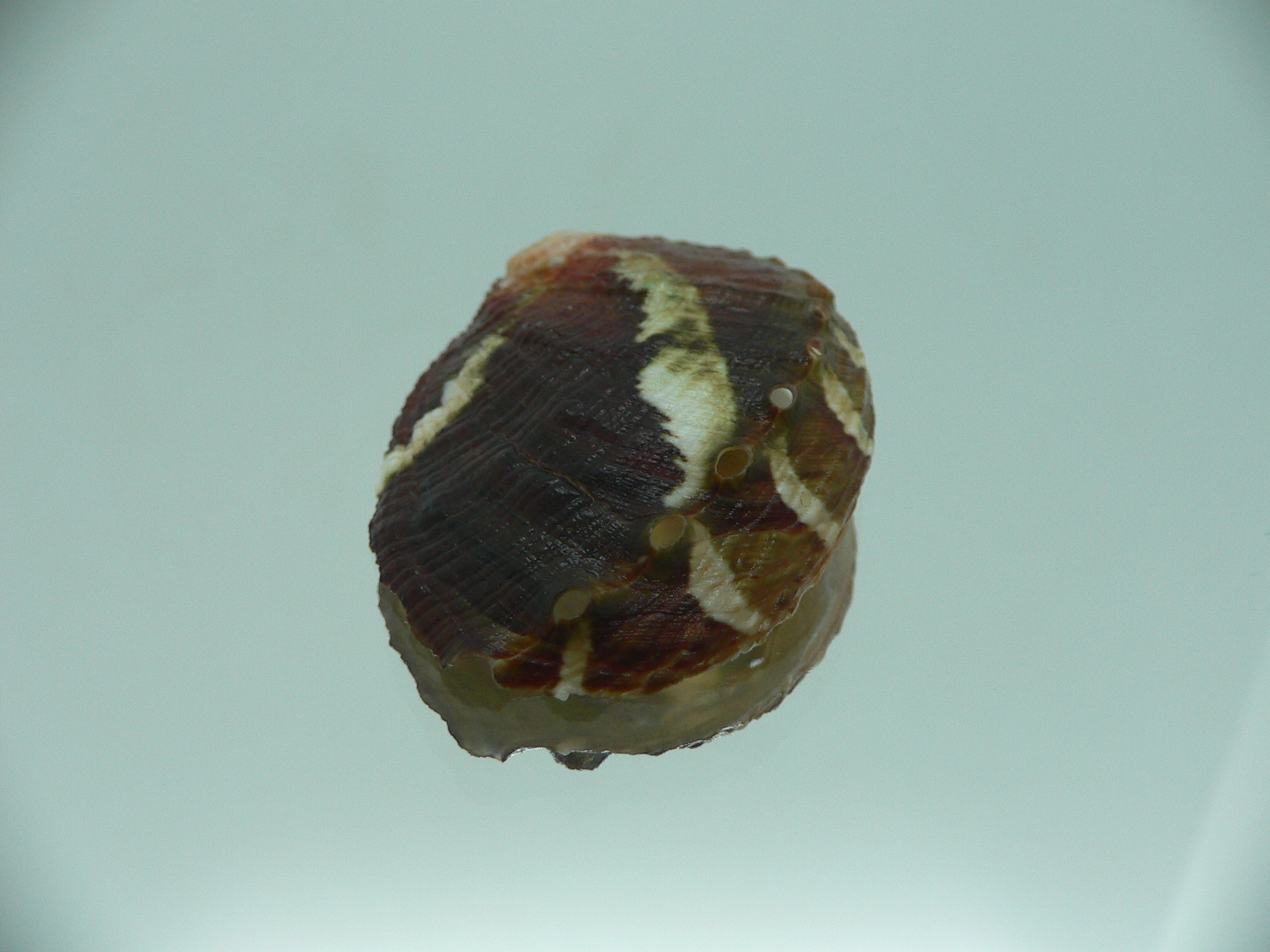 Haliotis planata IDEAL & ZIGZAG