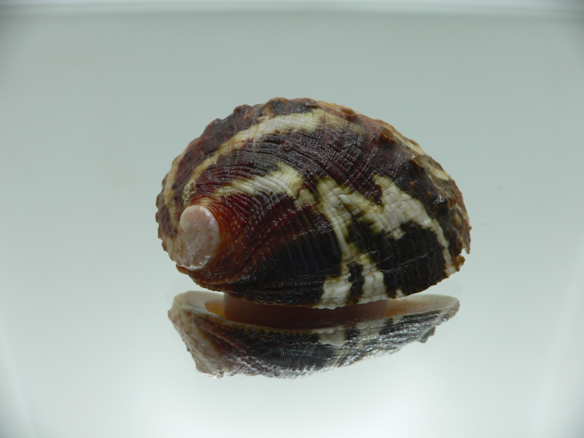 Haliotis planata IDEAL & ZIGZAG