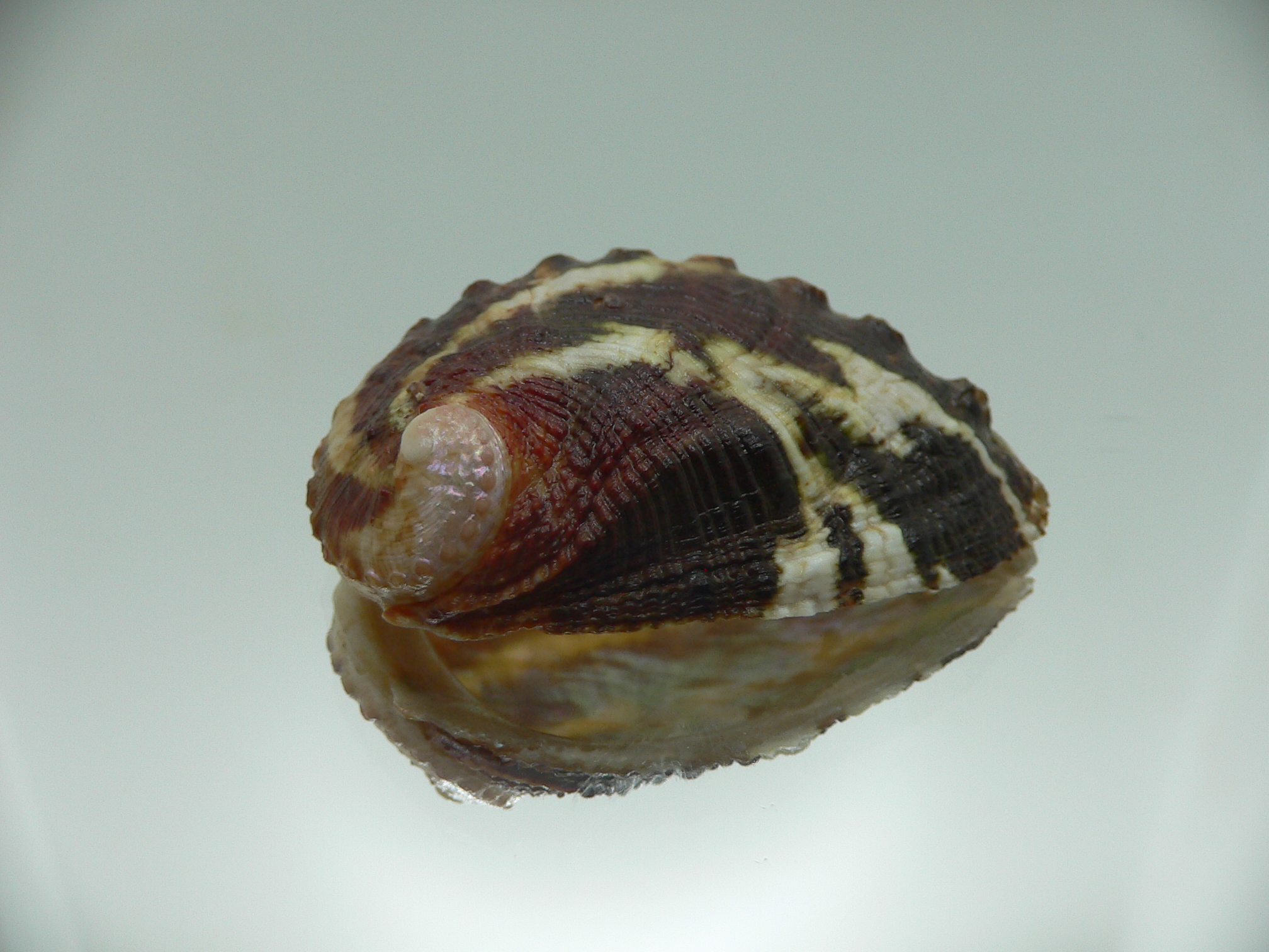 Haliotis planata IDEAL & ZIGZAG