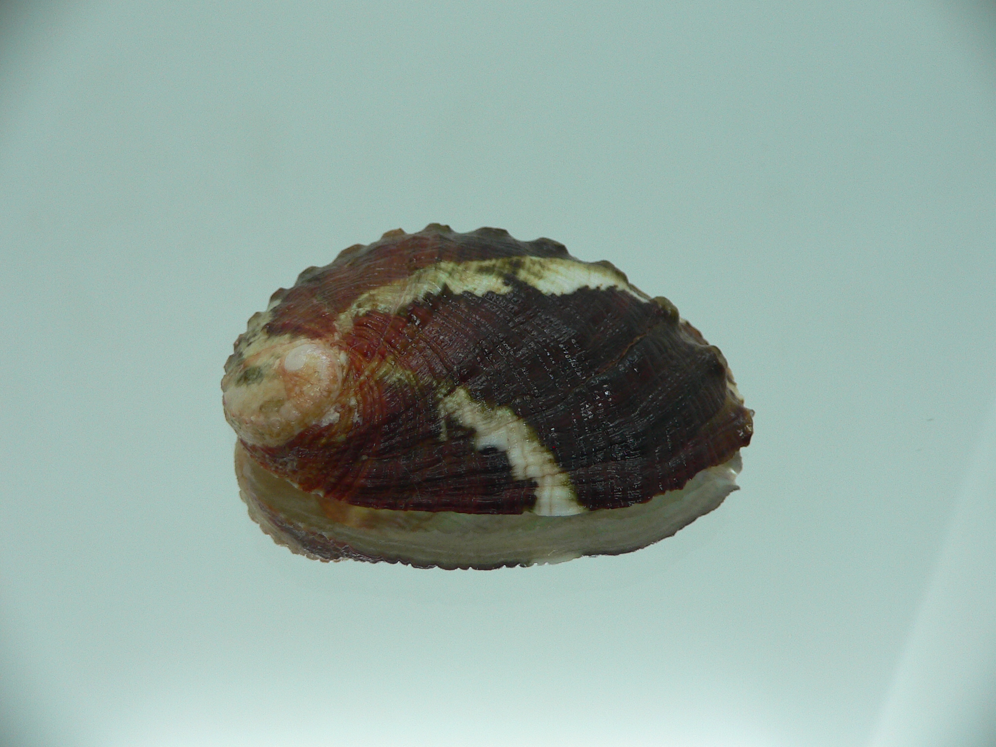 Haliotis planata IDEAL & ZIGZAG