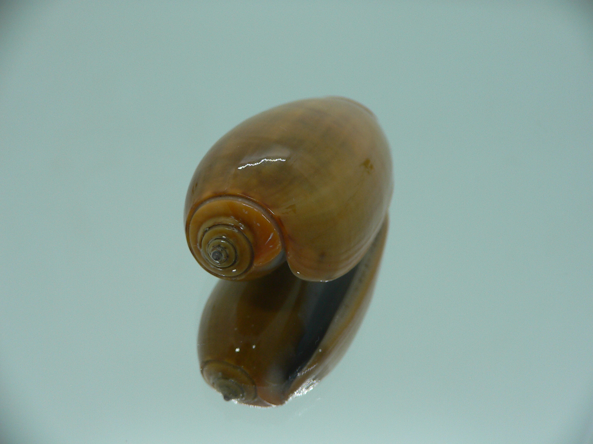 Oliva vidua aurata (var.) IDEAL & RARE