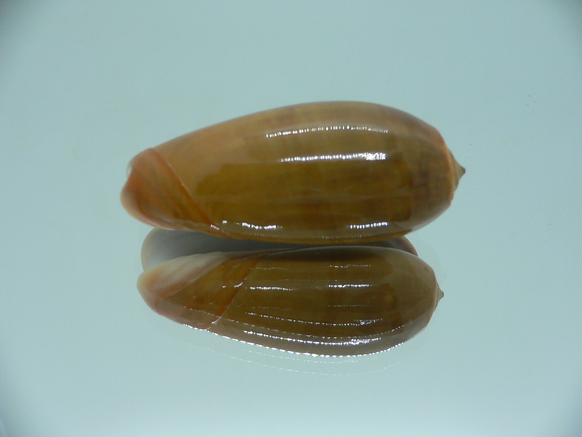 Oliva vidua aurata (var.) IDEAL & RARE