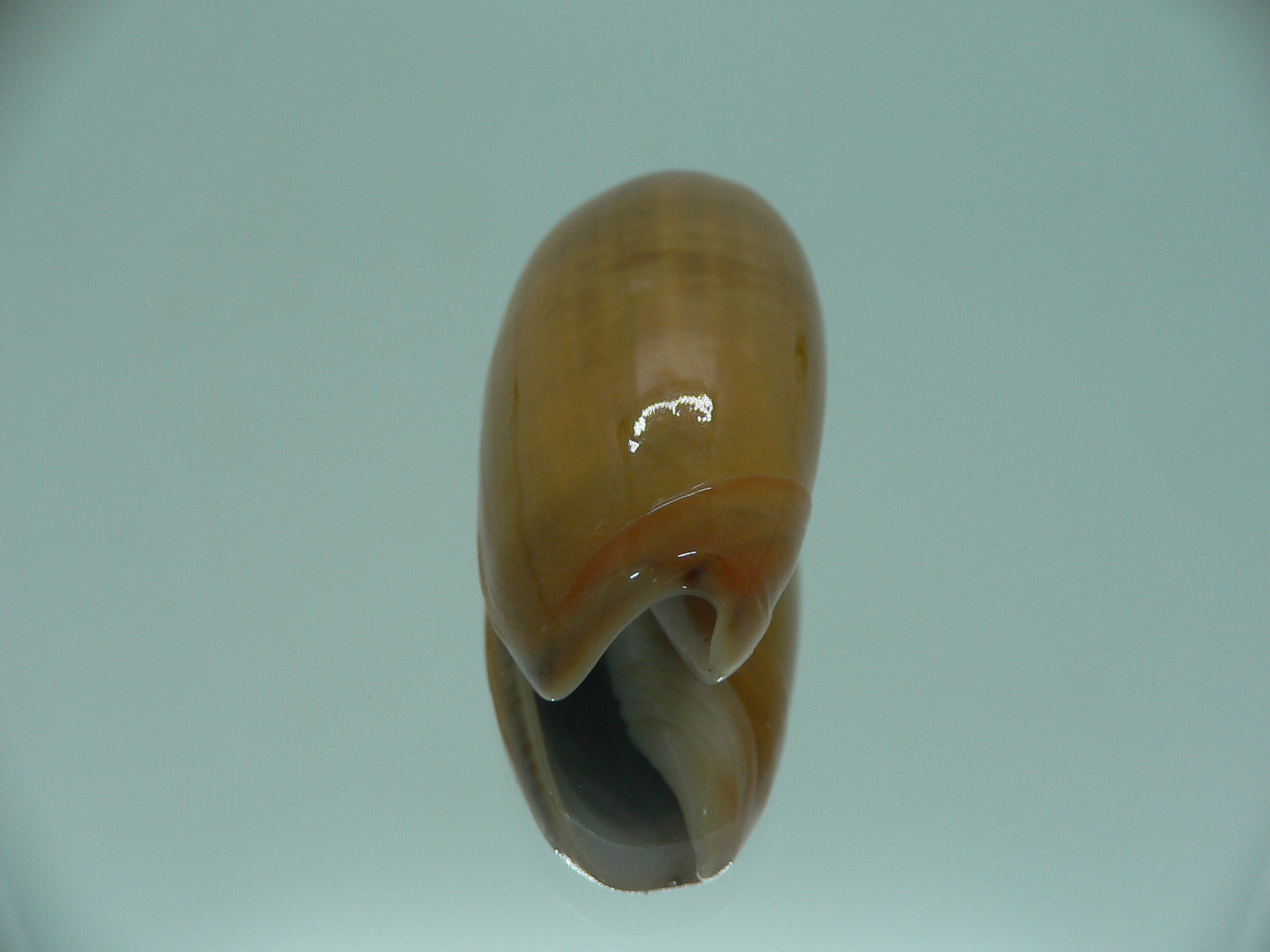 Oliva vidua aurata (var.) IDEAL & RARE