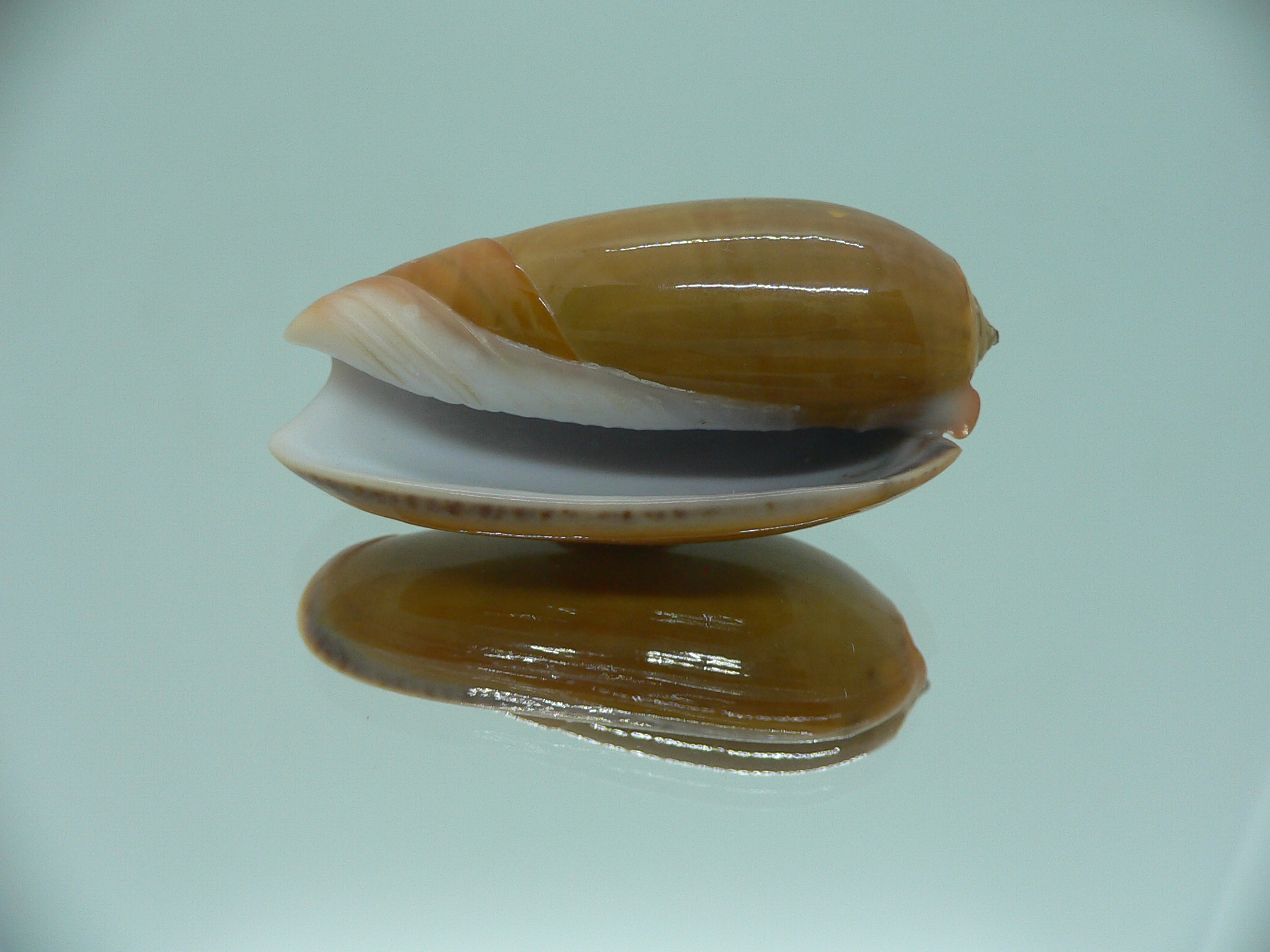 Oliva vidua aurata (var.) IDEAL & RARE