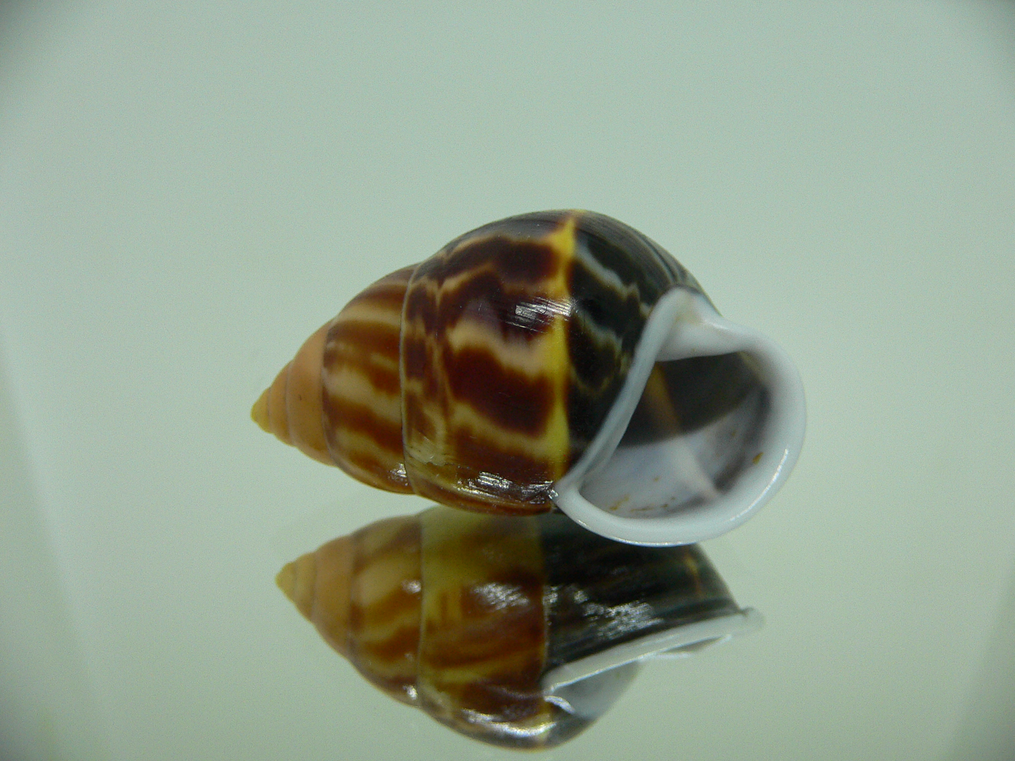 Amphidromus perversus melanoma GLOBOSE & BABY
