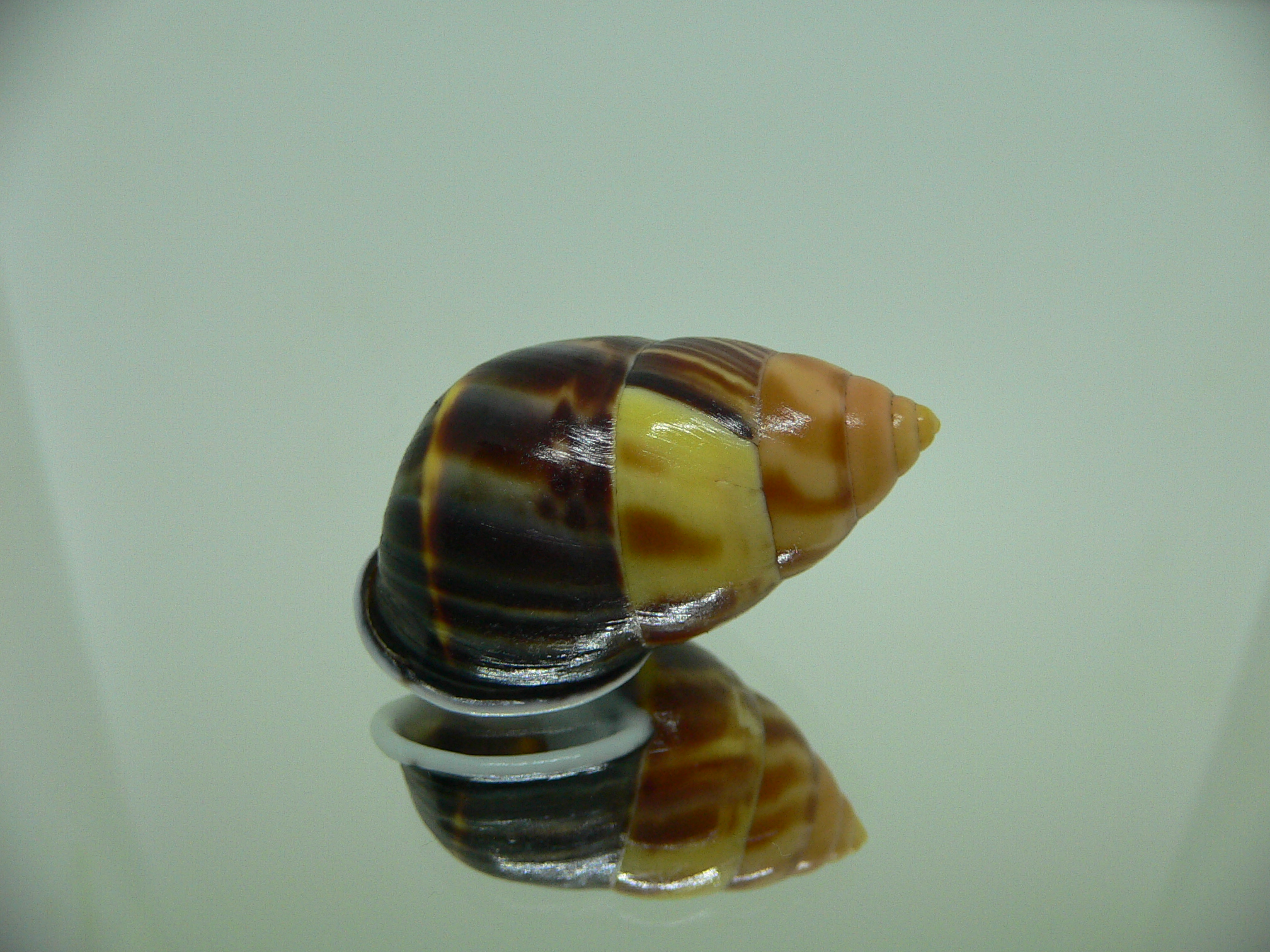Amphidromus perversus melanoma GLOBOSE & BABY