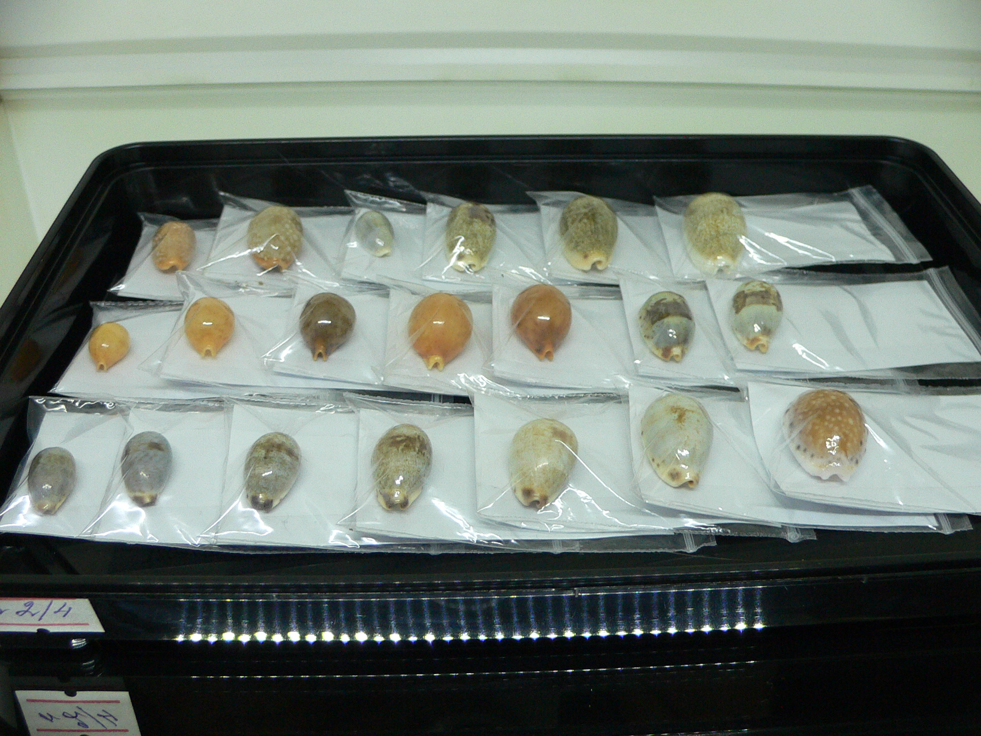Cypraea gracilis notata SUPER & DARK