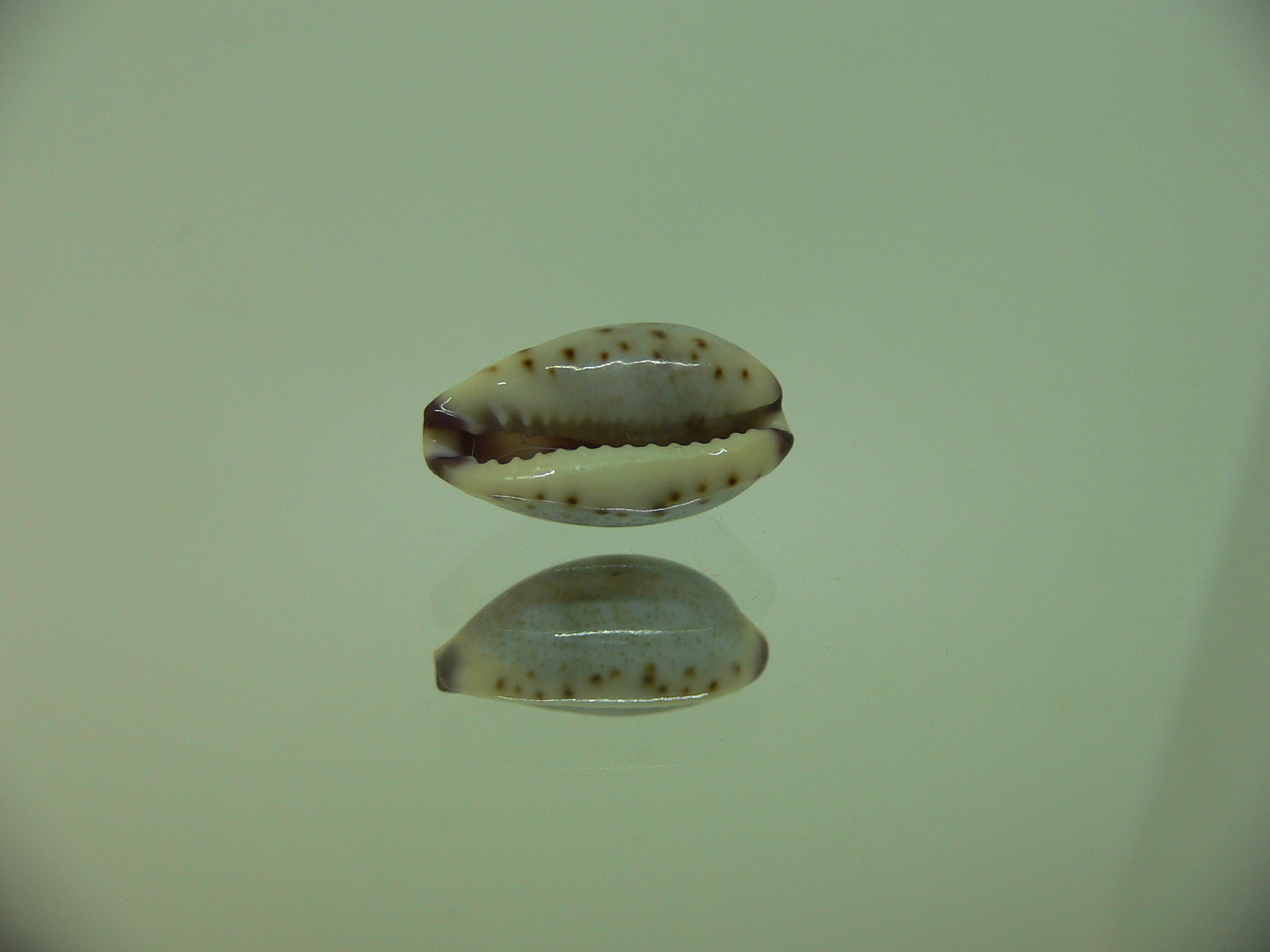 Cypraea gracilis notata SUPER & DARK