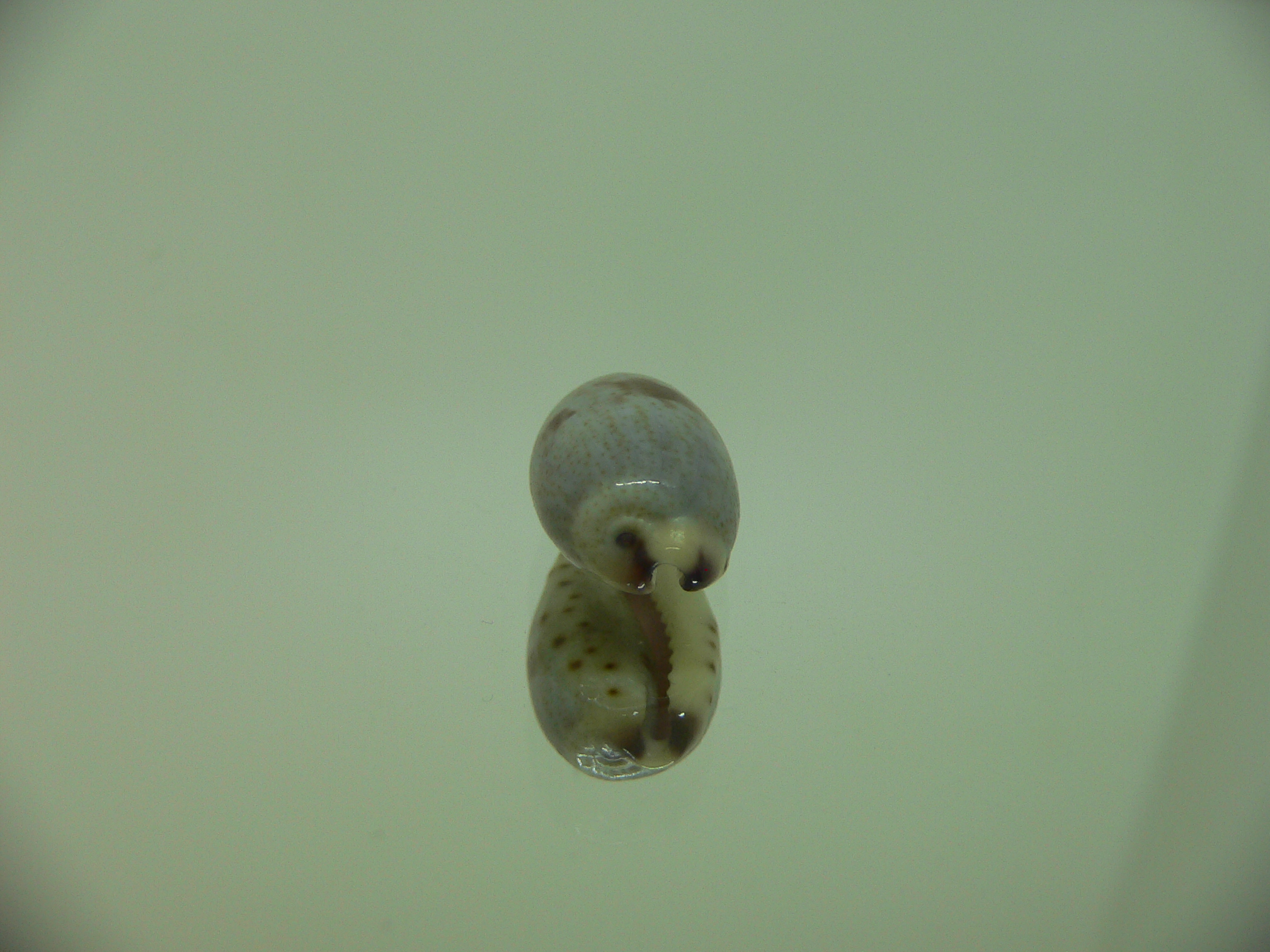 Cypraea gracilis notata SUPER & DARK