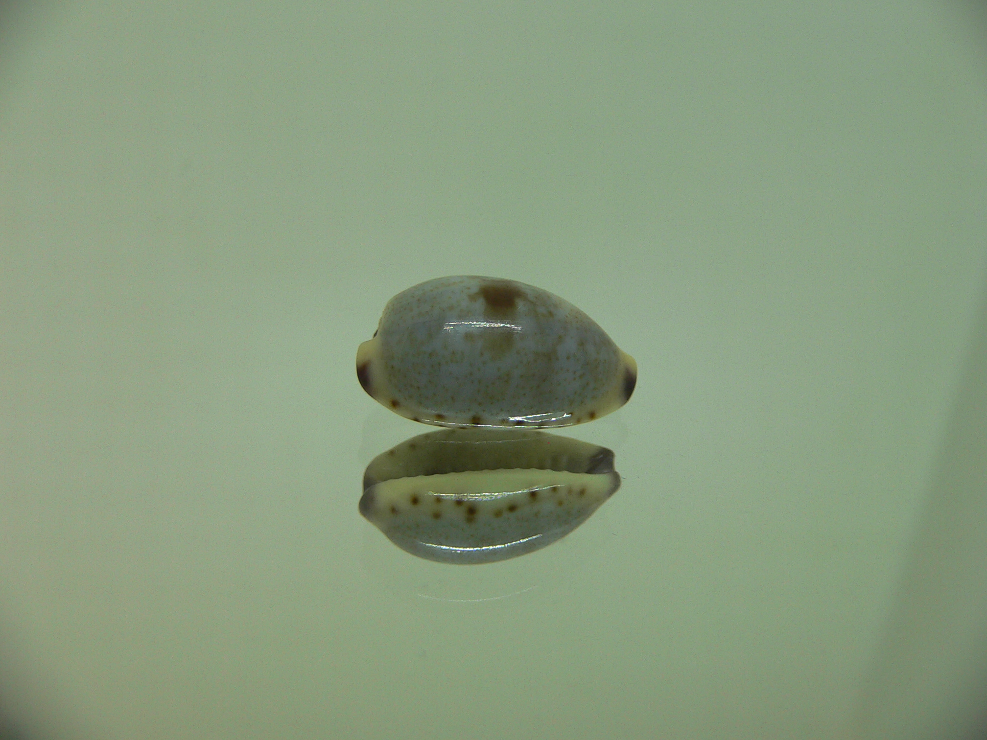 Cypraea gracilis notata SUPER & DARK