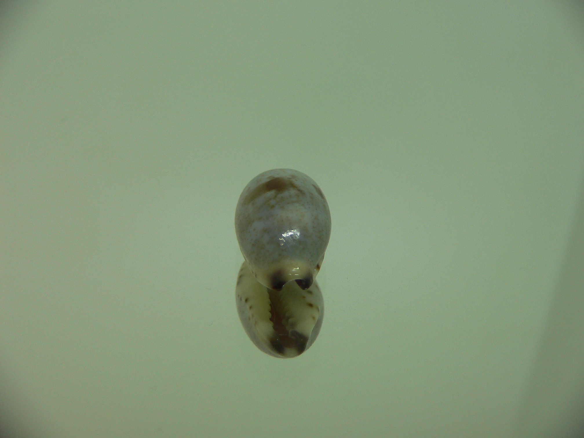 Cypraea gracilis notata SUPER & DARK