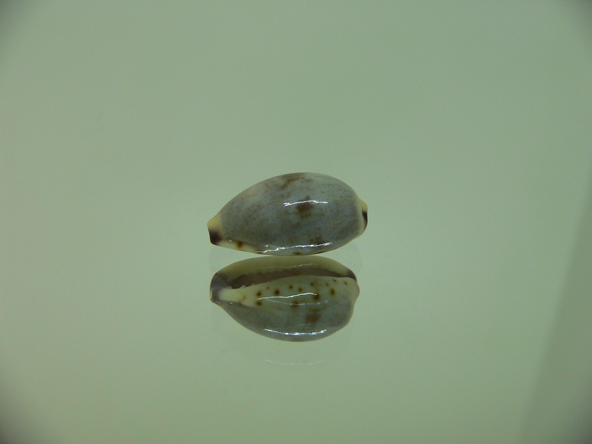 Cypraea gracilis notata SUPER & DARK