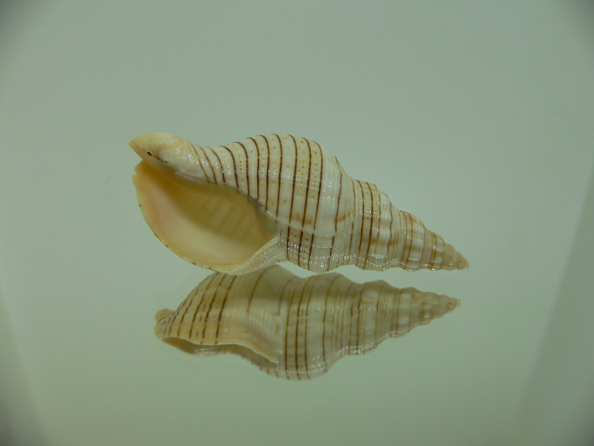 Siphonalia spadicea fuscolineata ELONGATE