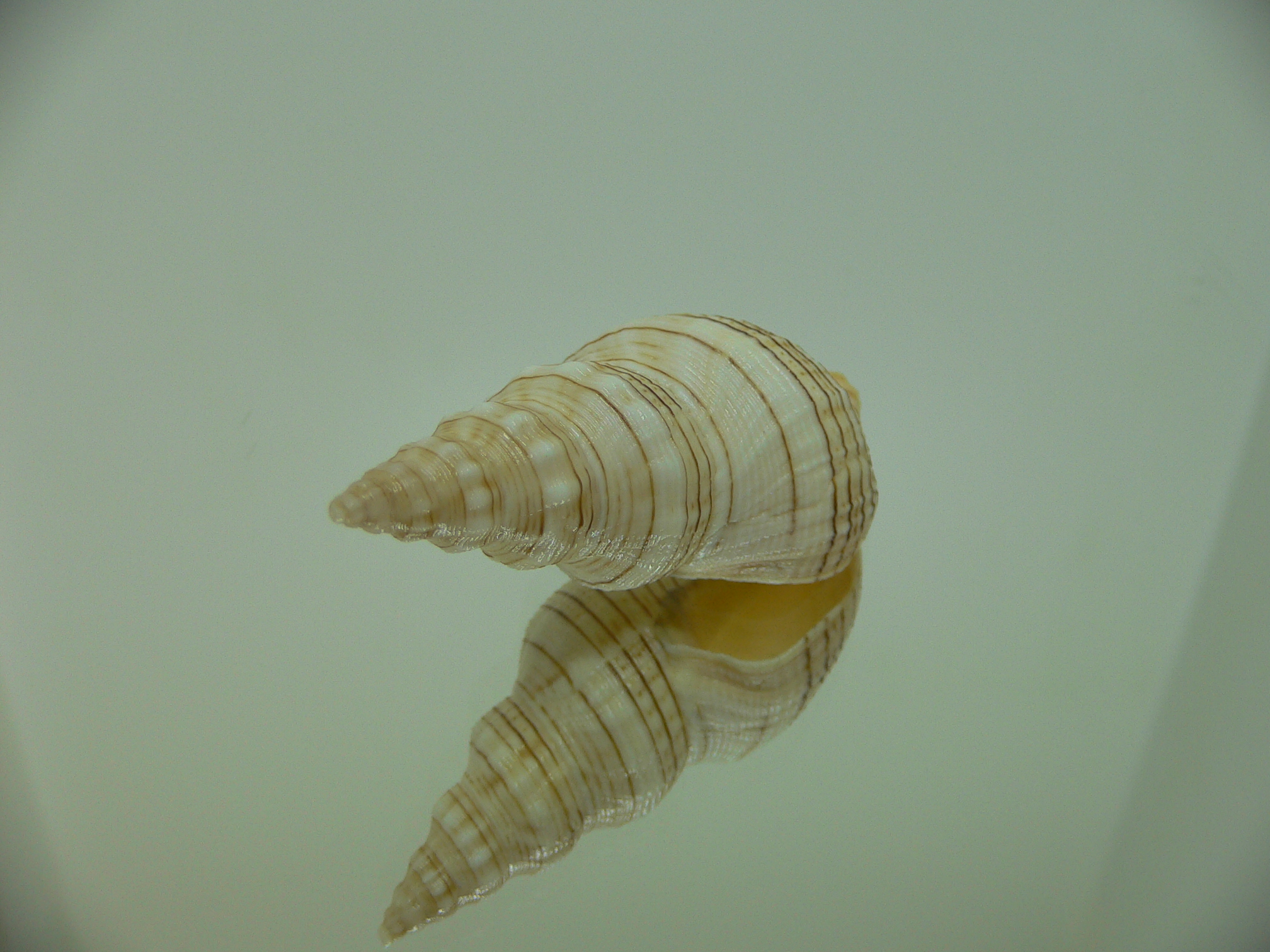 Siphonalia spadicea fuscolineata ELONGATE
