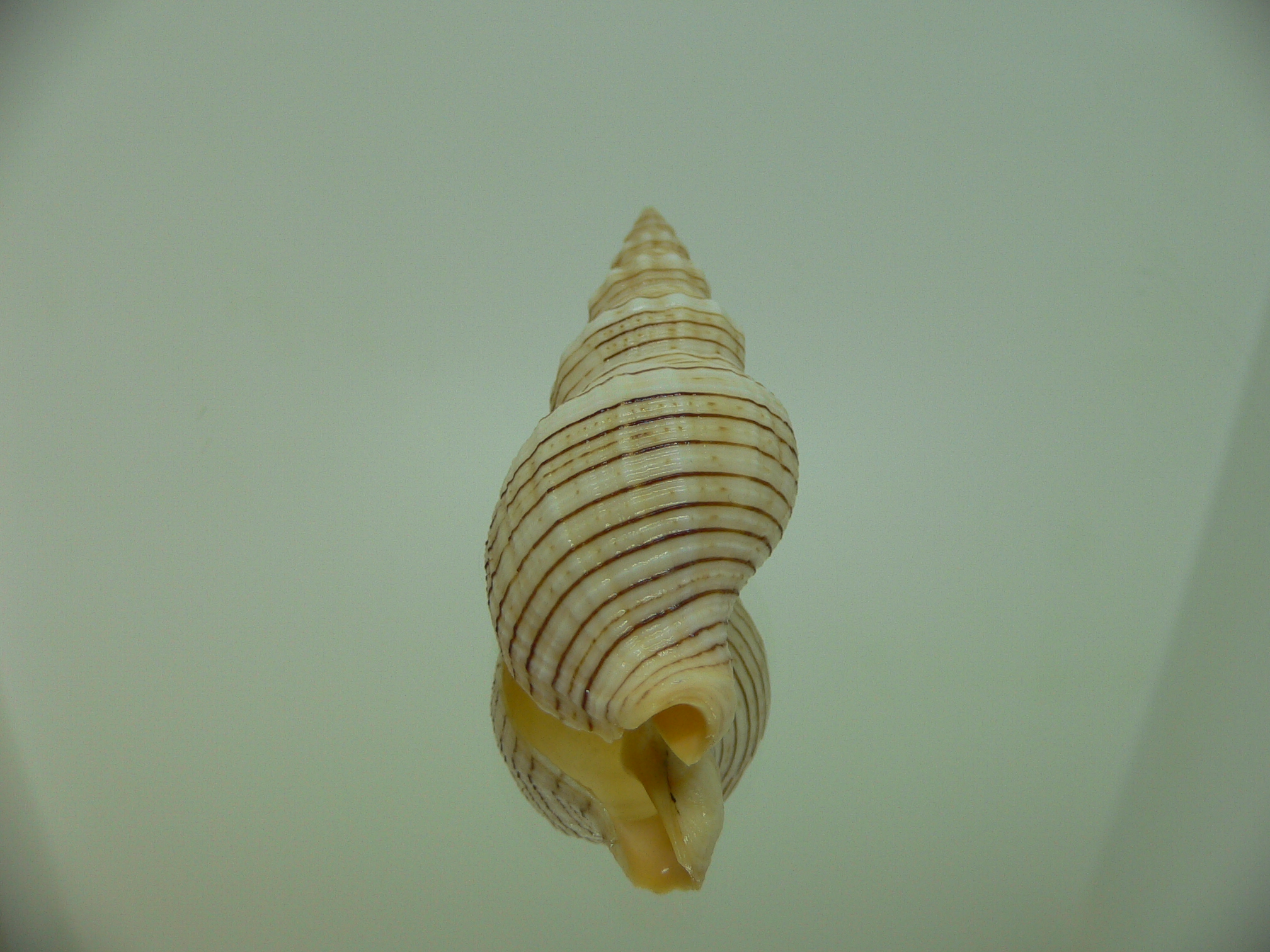 Siphonalia spadicea fuscolineata ELONGATE
