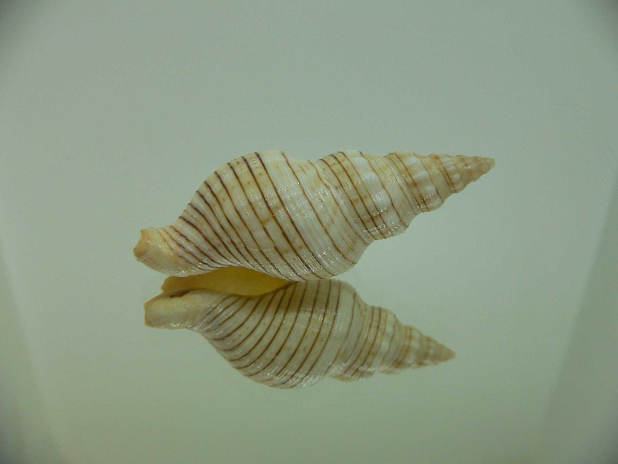 Siphonalia spadicea fuscolineata ELONGATE