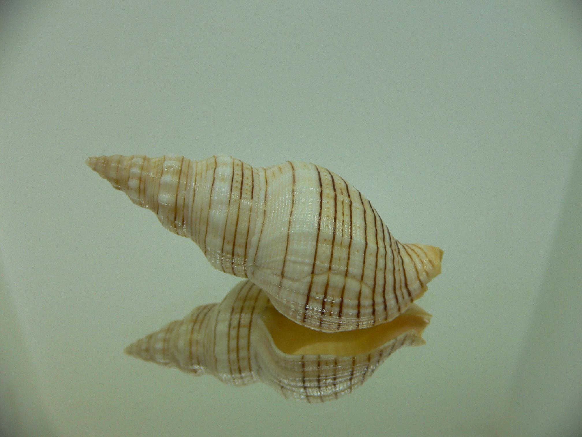 Siphonalia spadicea fuscolineata ELONGATE