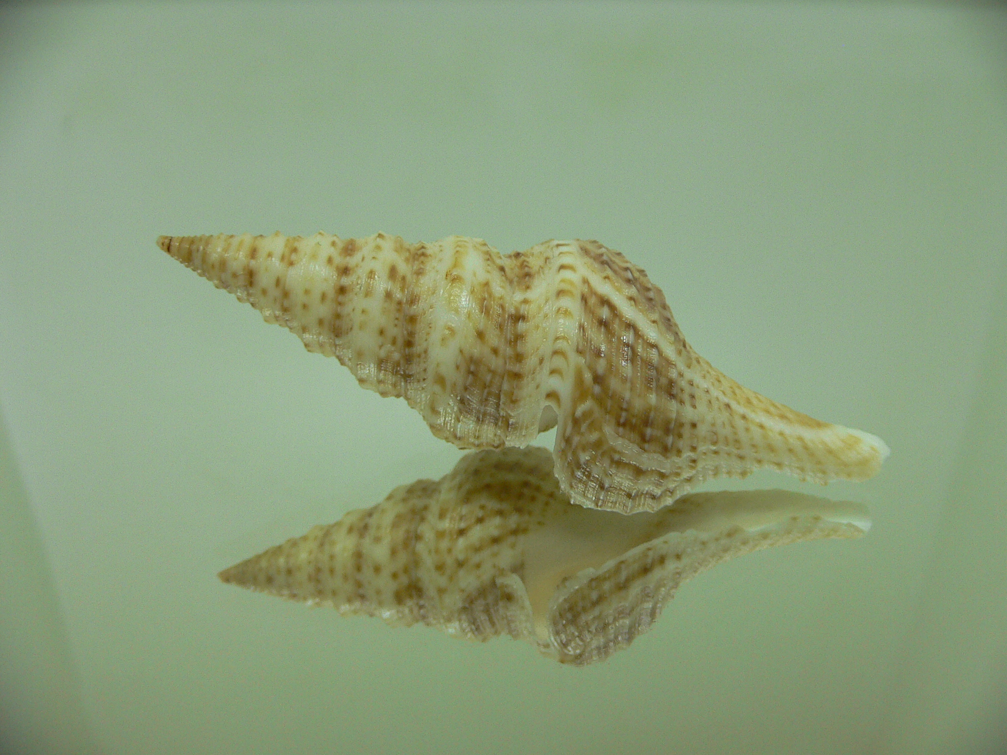 Gemmula dickkiburni