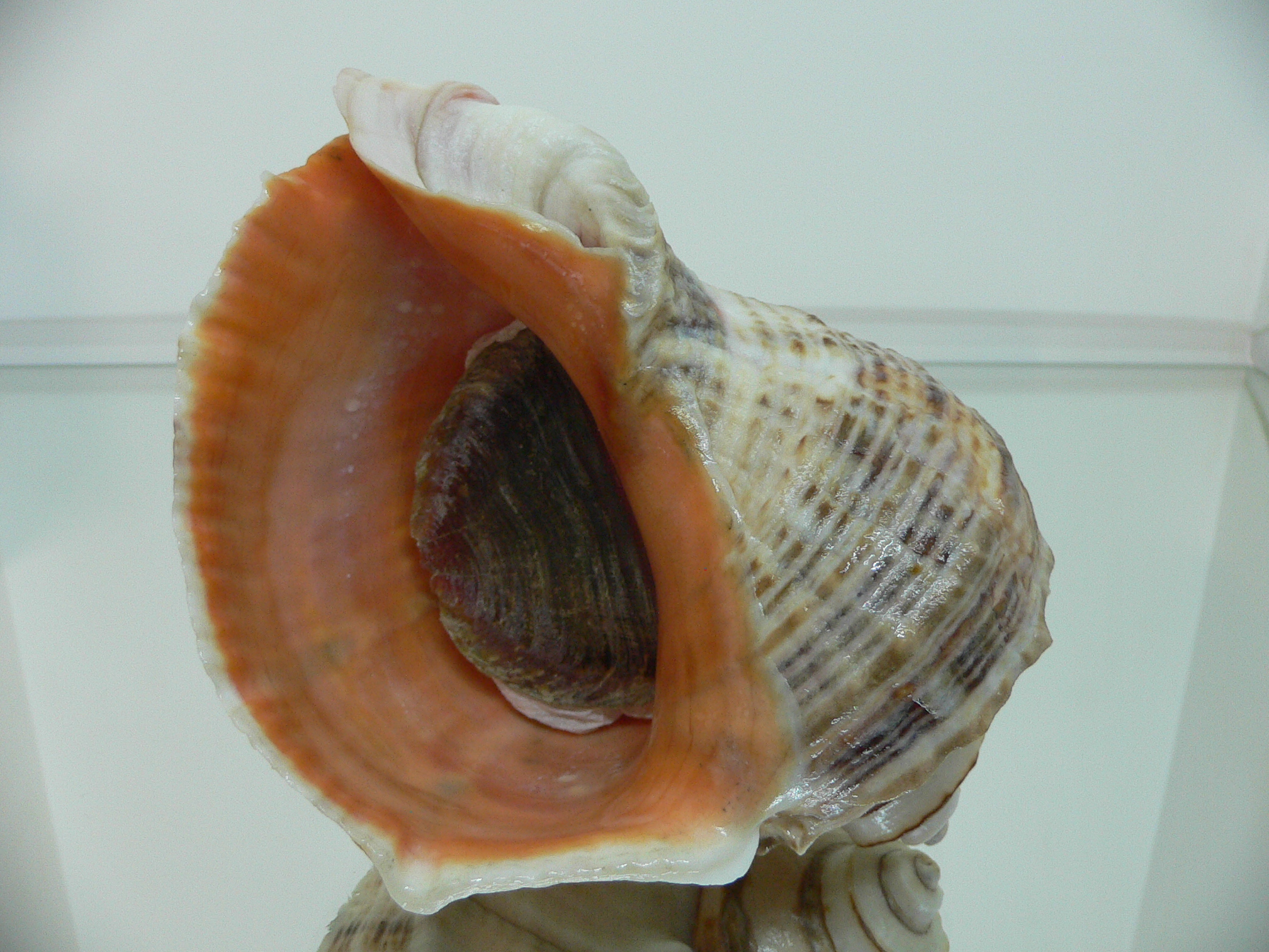 Rapana venosa THICK