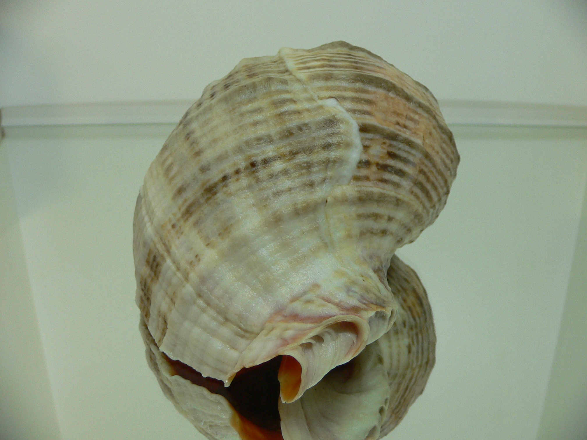 Rapana venosa THICK