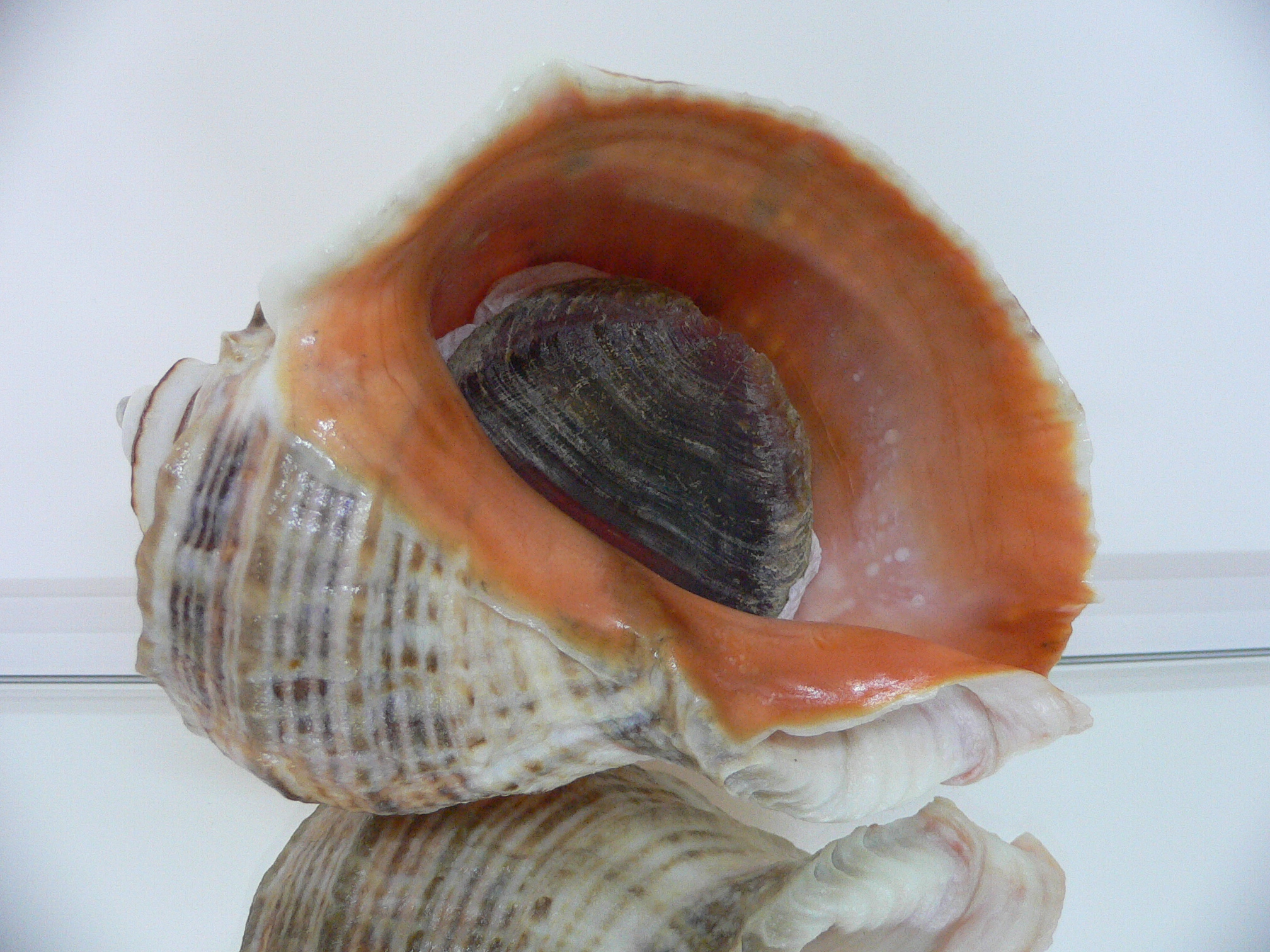 Rapana venosa THICK