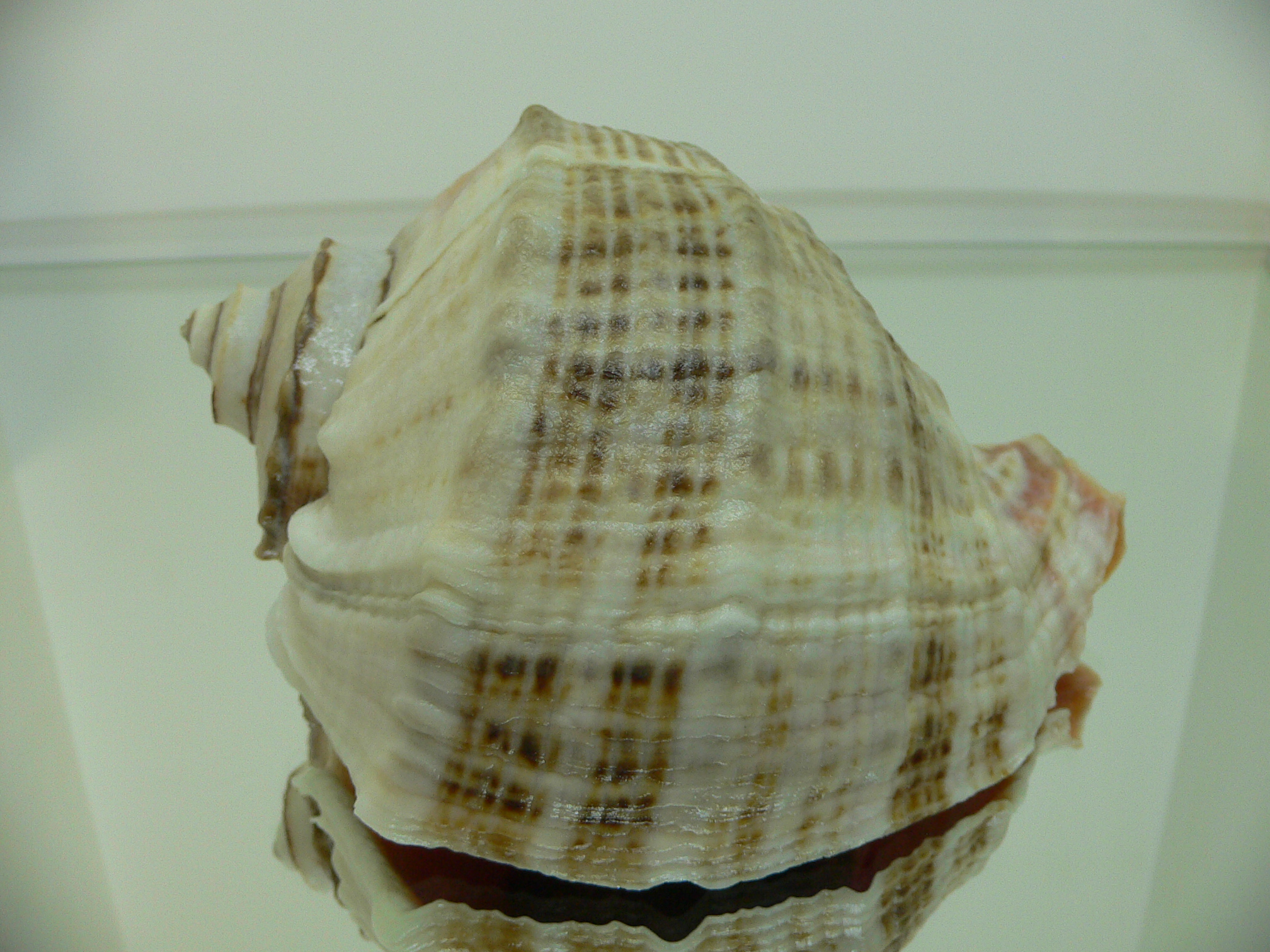 Rapana venosa THICK