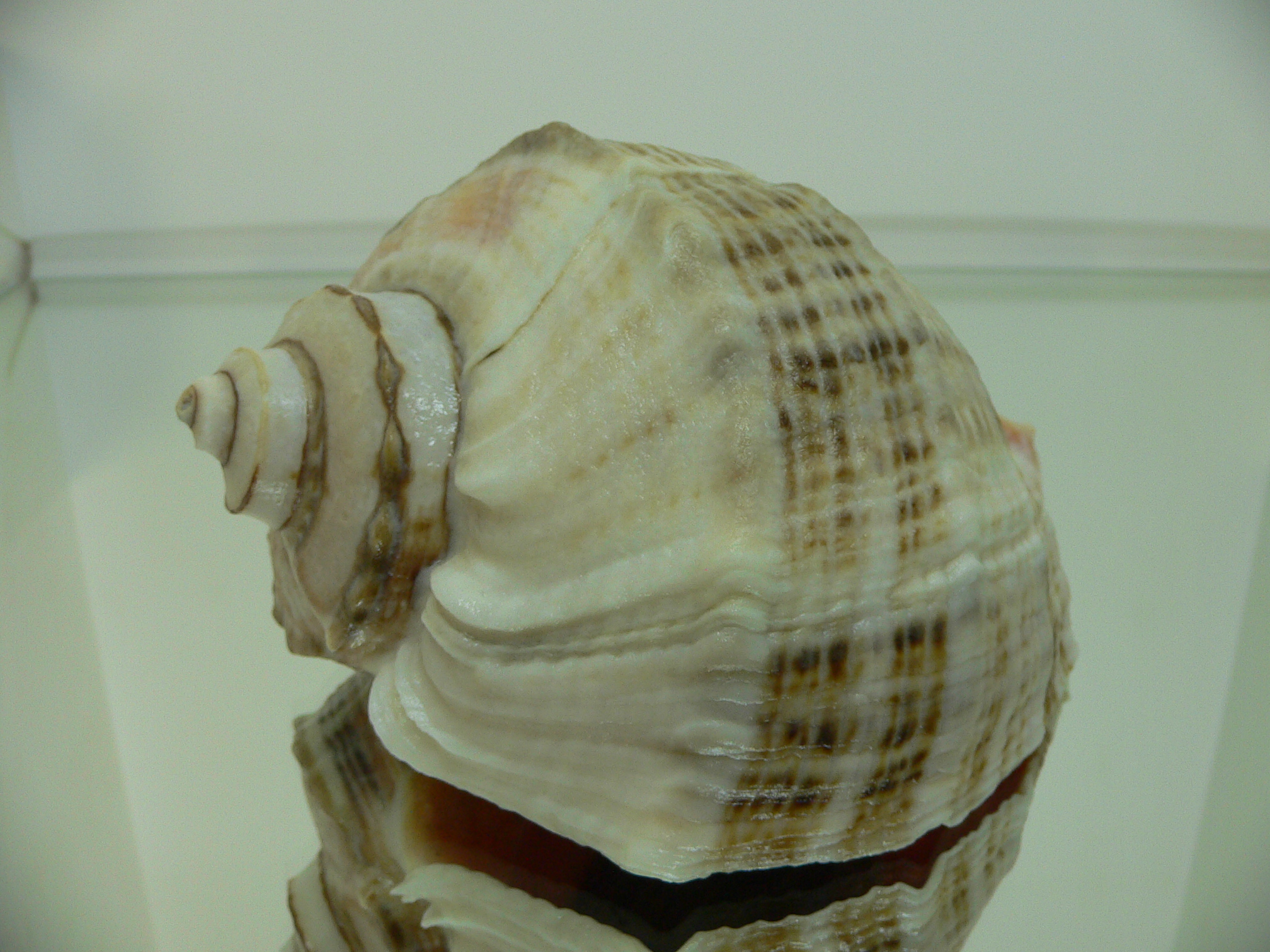 Rapana venosa THICK
