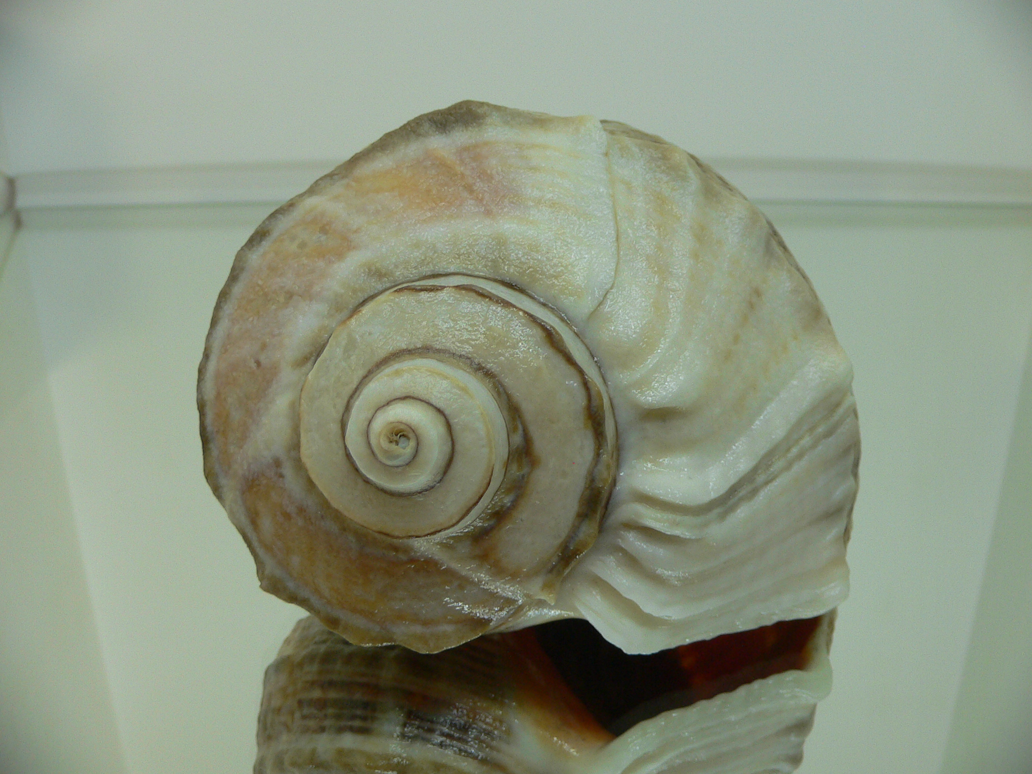 Rapana venosa THICK