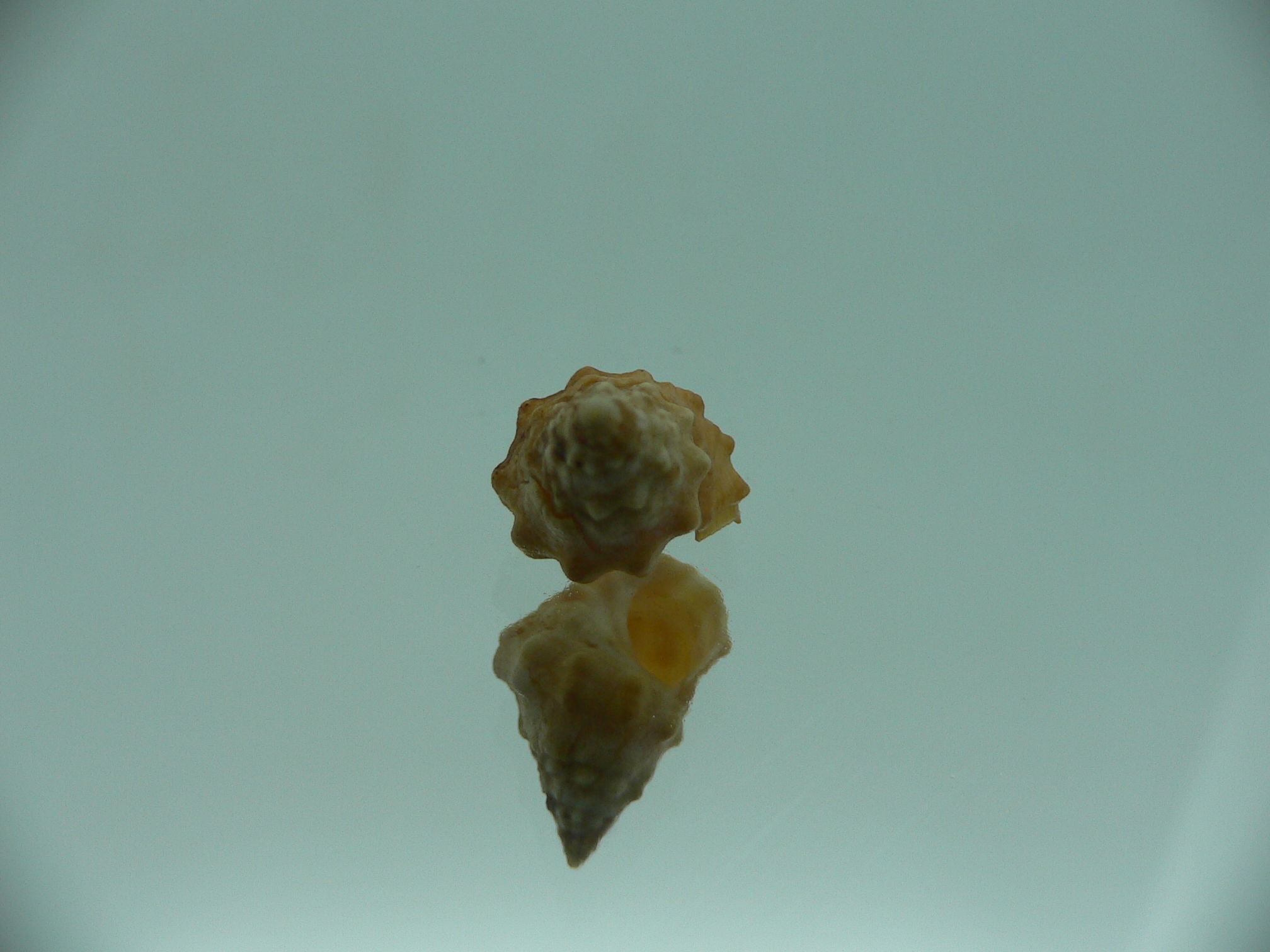 Echinolittorina cf. pascua RUSTY & BIG