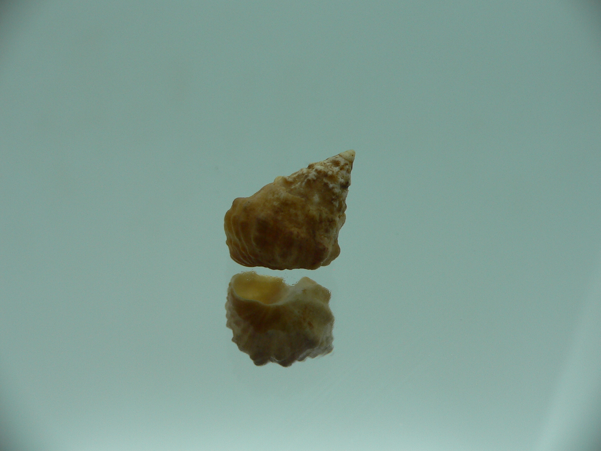 Echinolittorina cf. pascua RUSTY & BIG