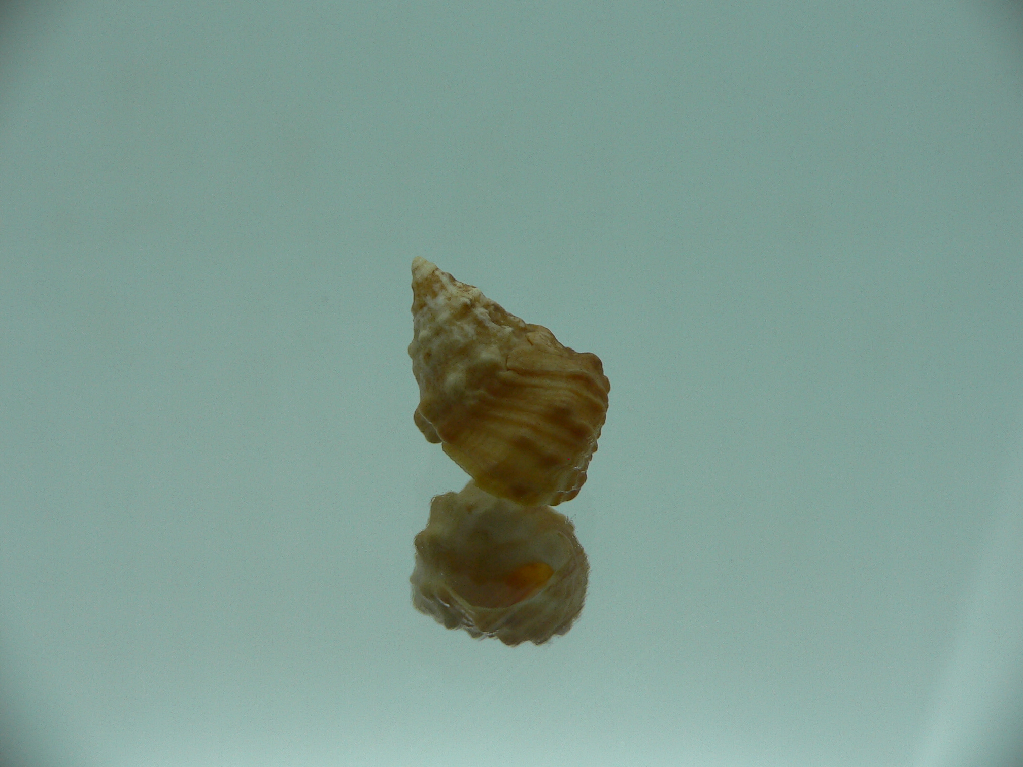 Echinolittorina cf. pascua RUSTY & BIG