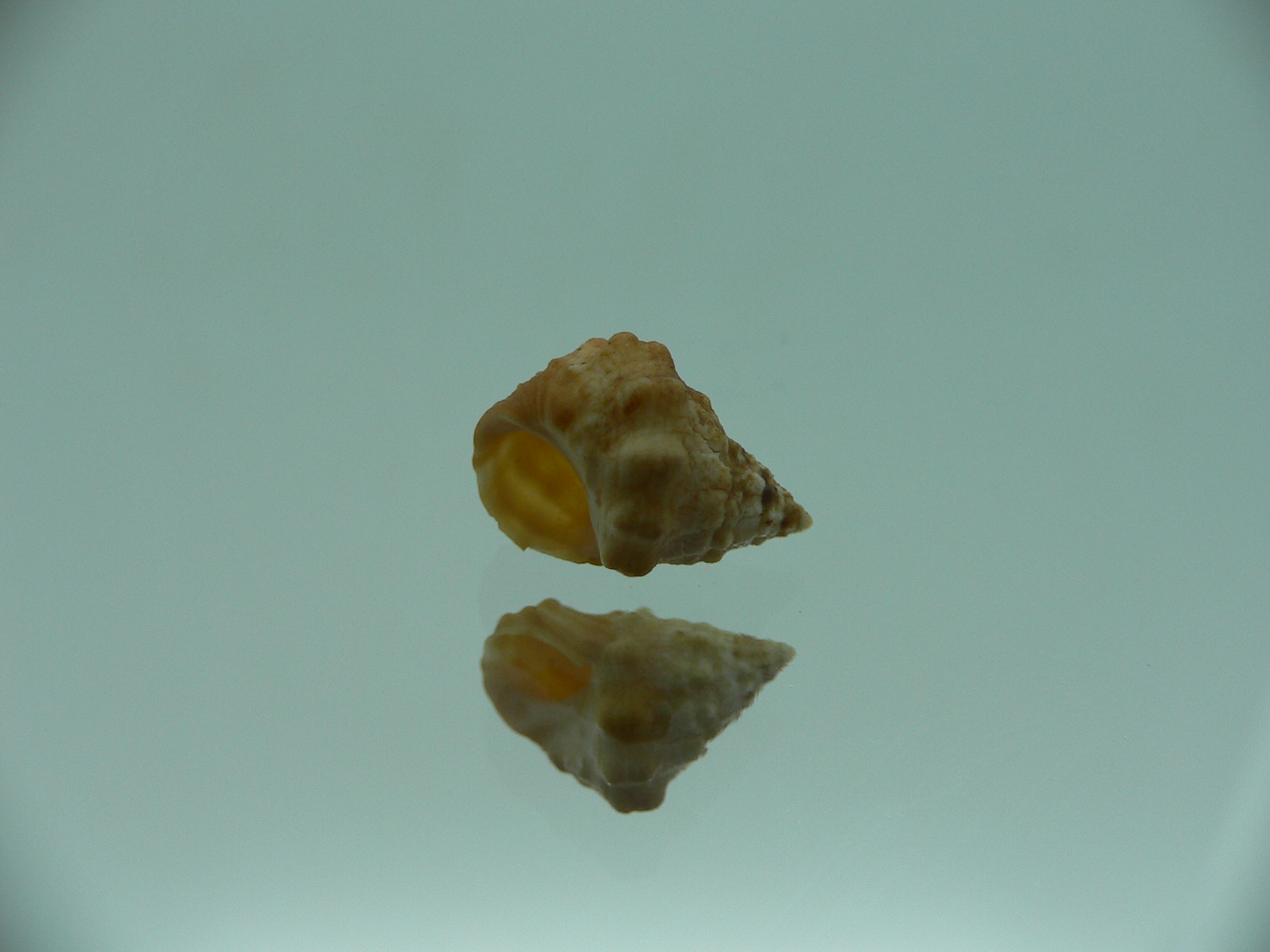 Echinolittorina cf. pascua RUSTY & BIG