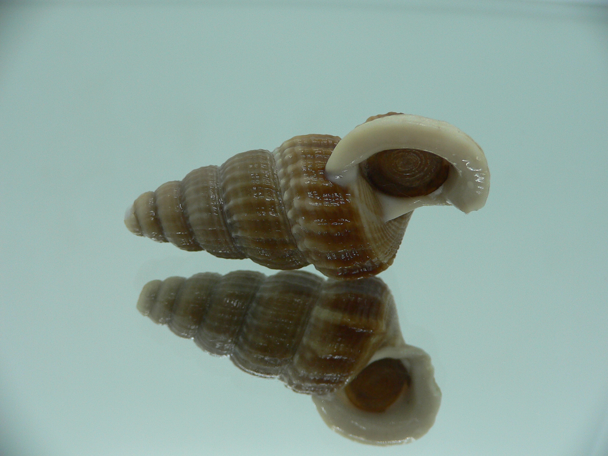 Cerithidea obtusa BIG