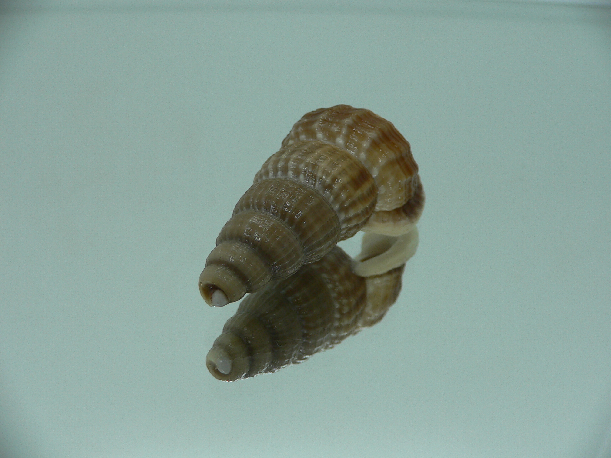 Cerithidea obtusa BIG