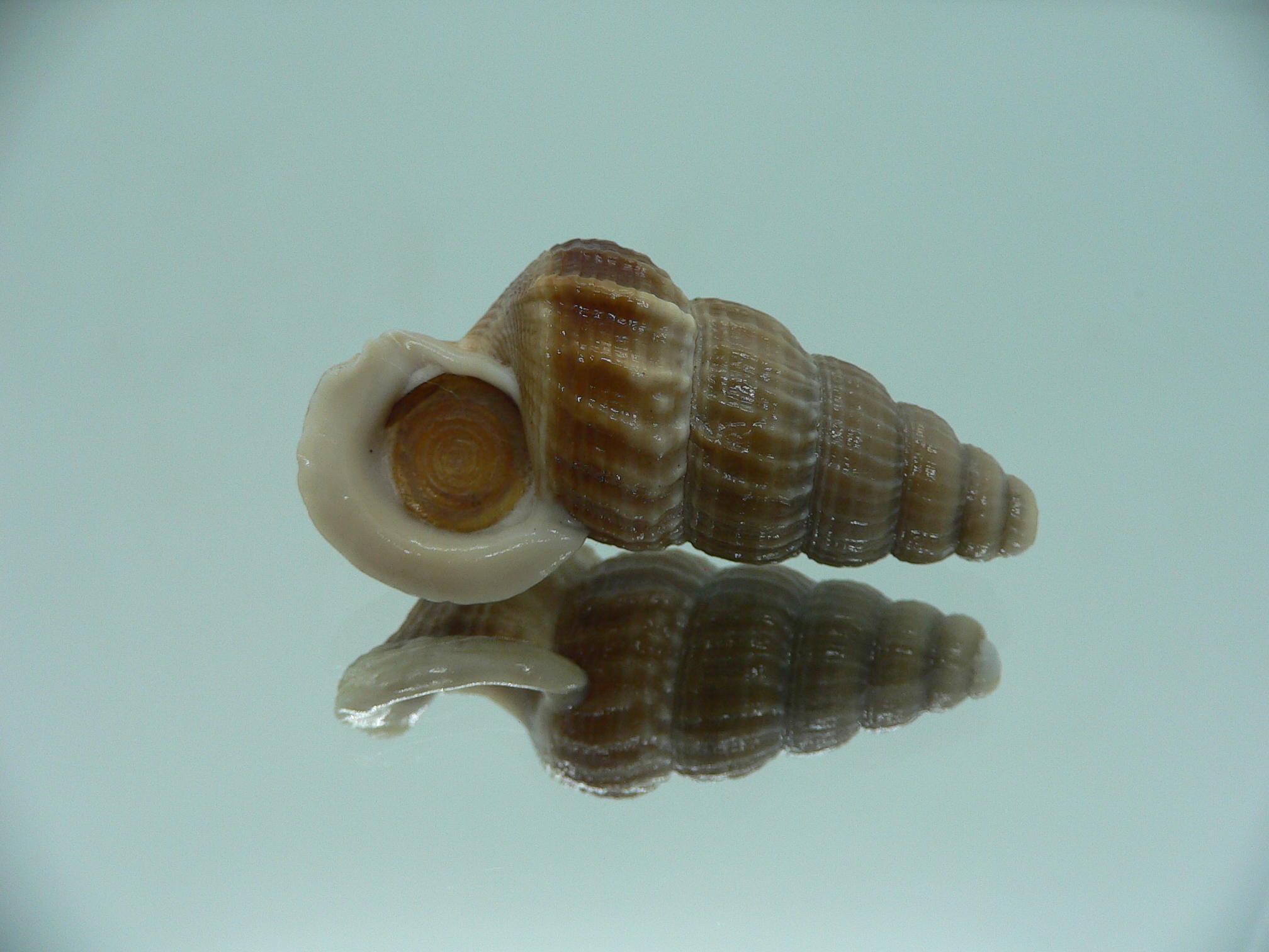 Cerithidea obtusa BIG