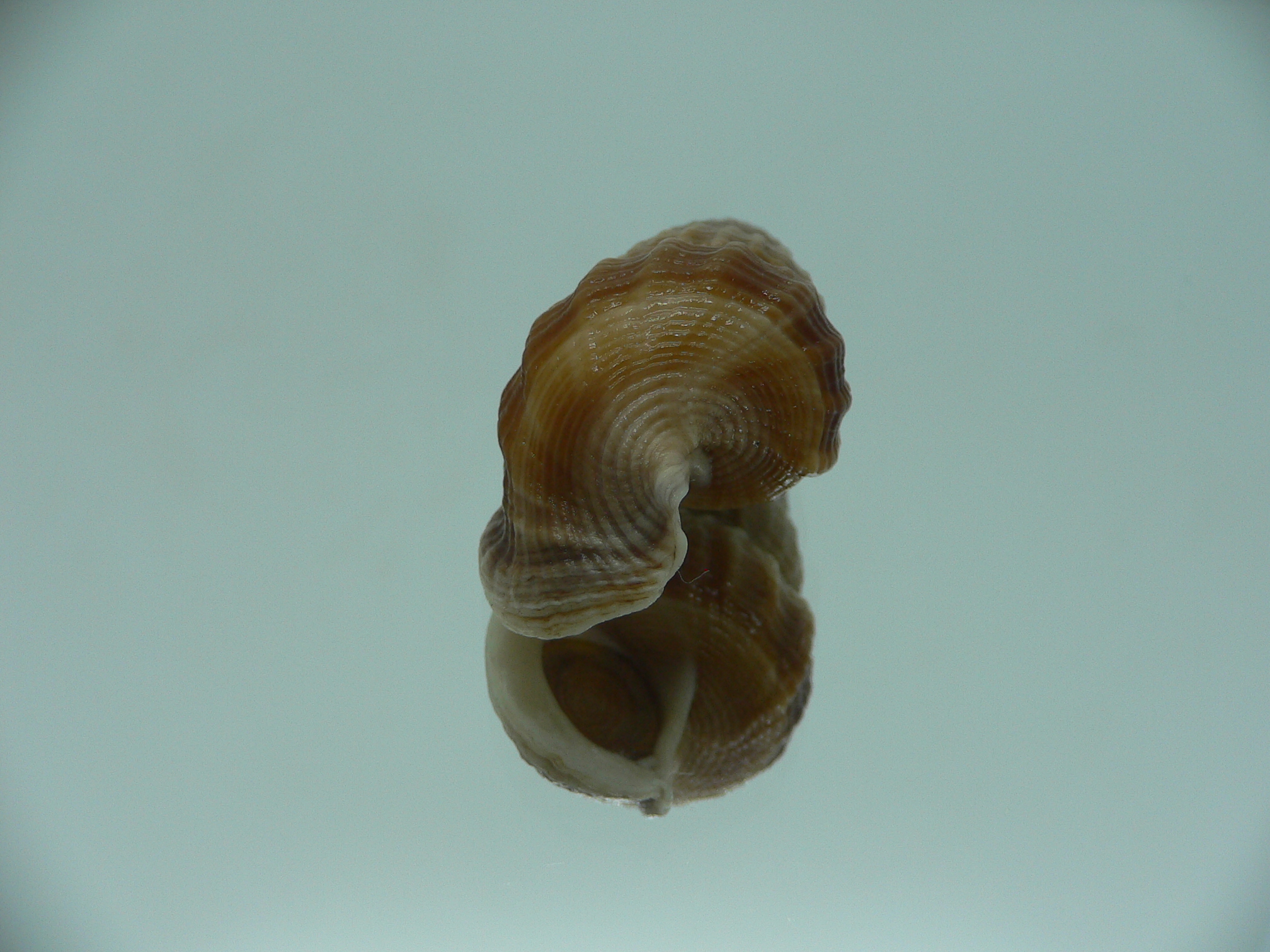 Cerithidea obtusa BIG