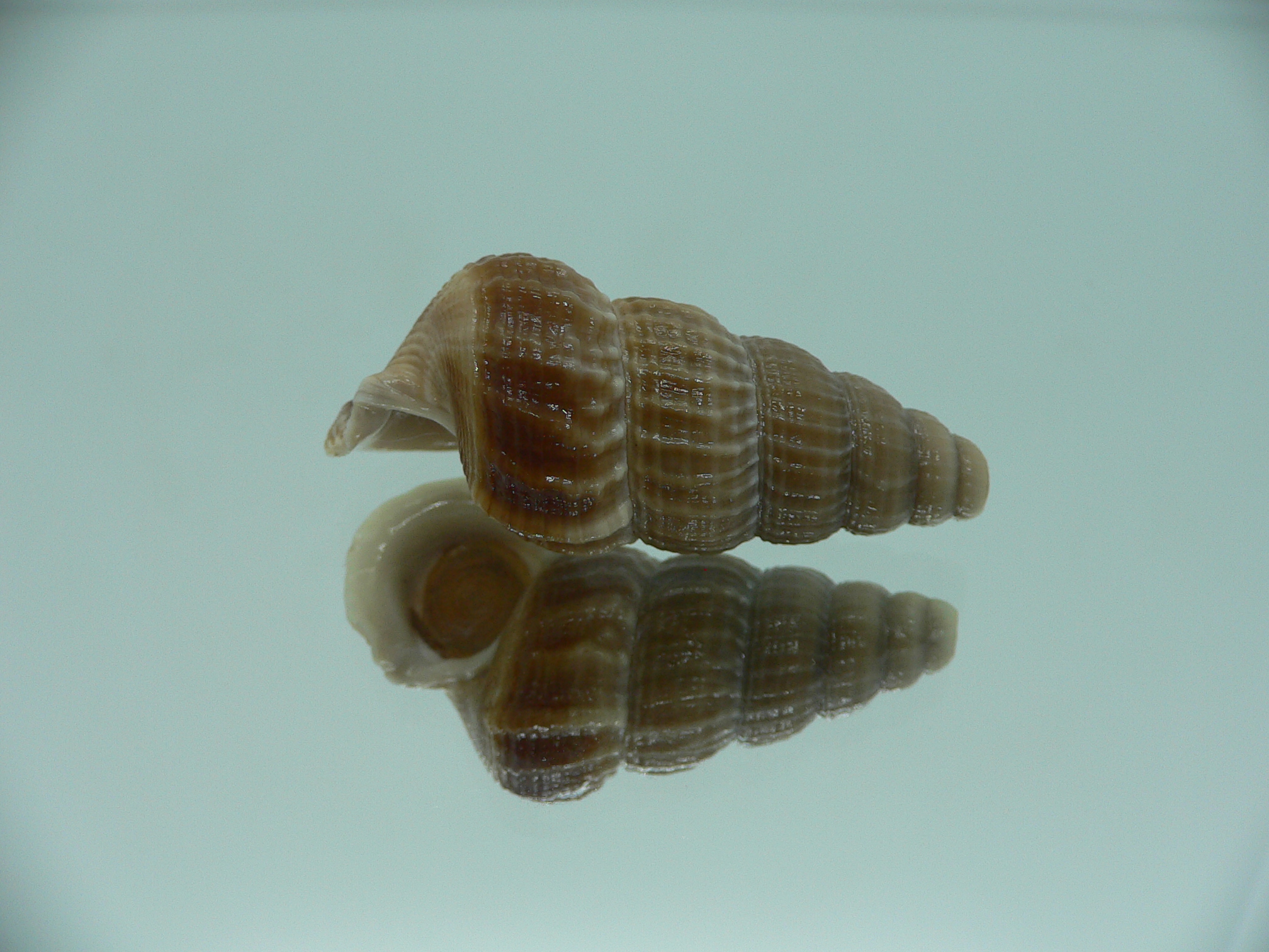 Cerithidea obtusa BIG