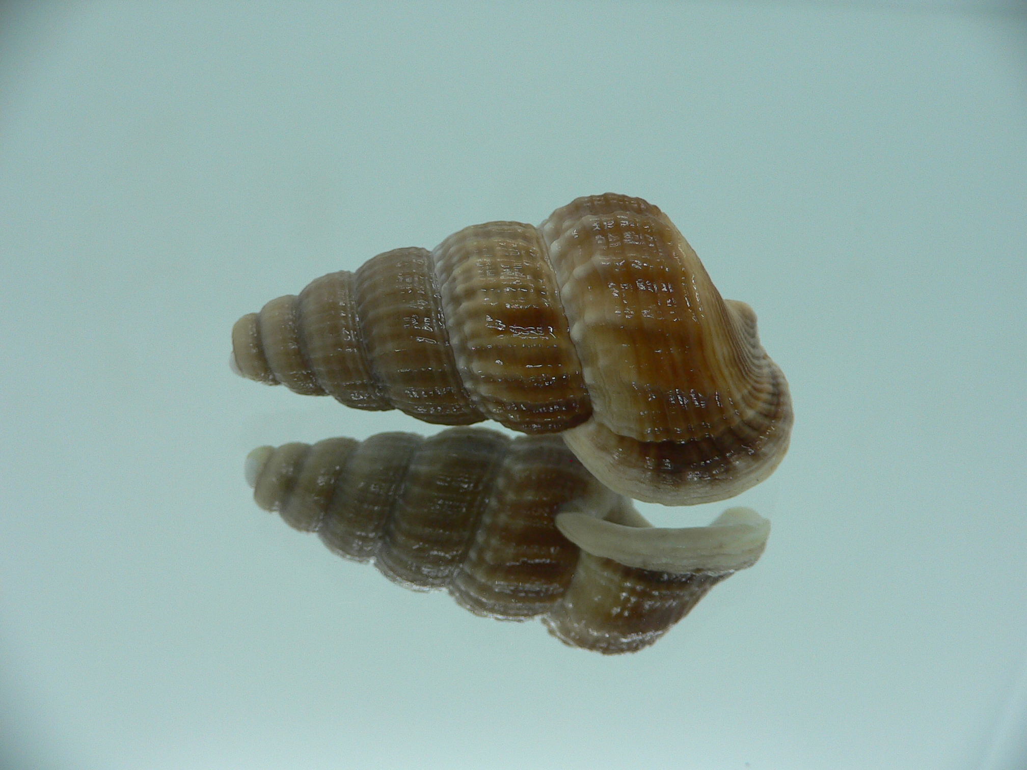 Cerithidea obtusa BIG