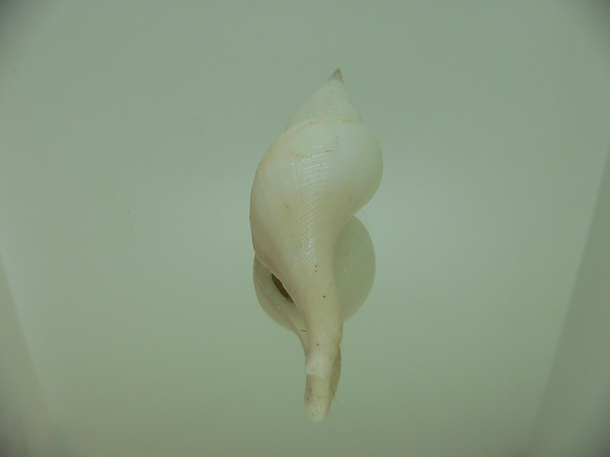 Chryseofusus hyphalus LIGHT