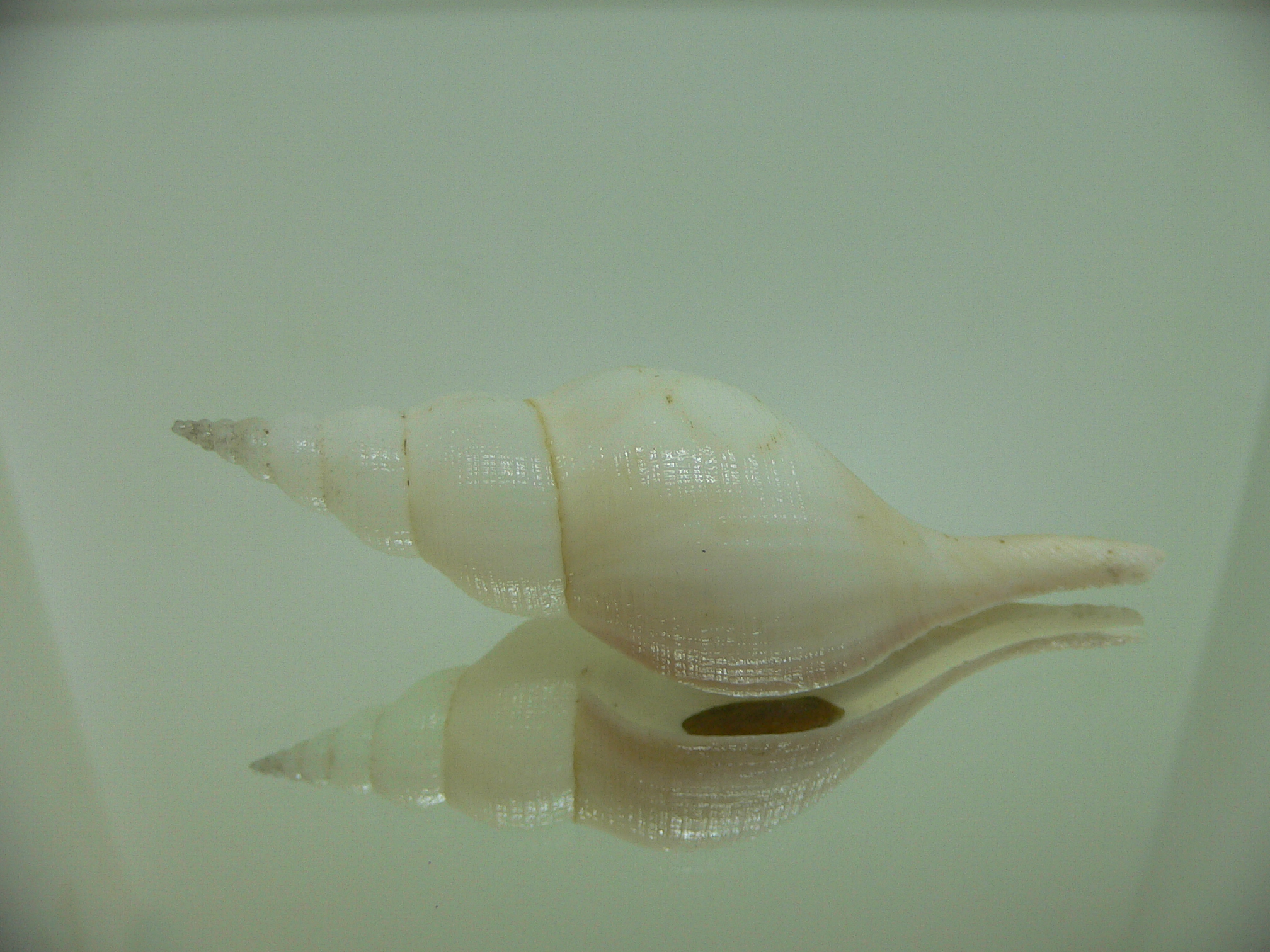 Chryseofusus hyphalus LIGHT