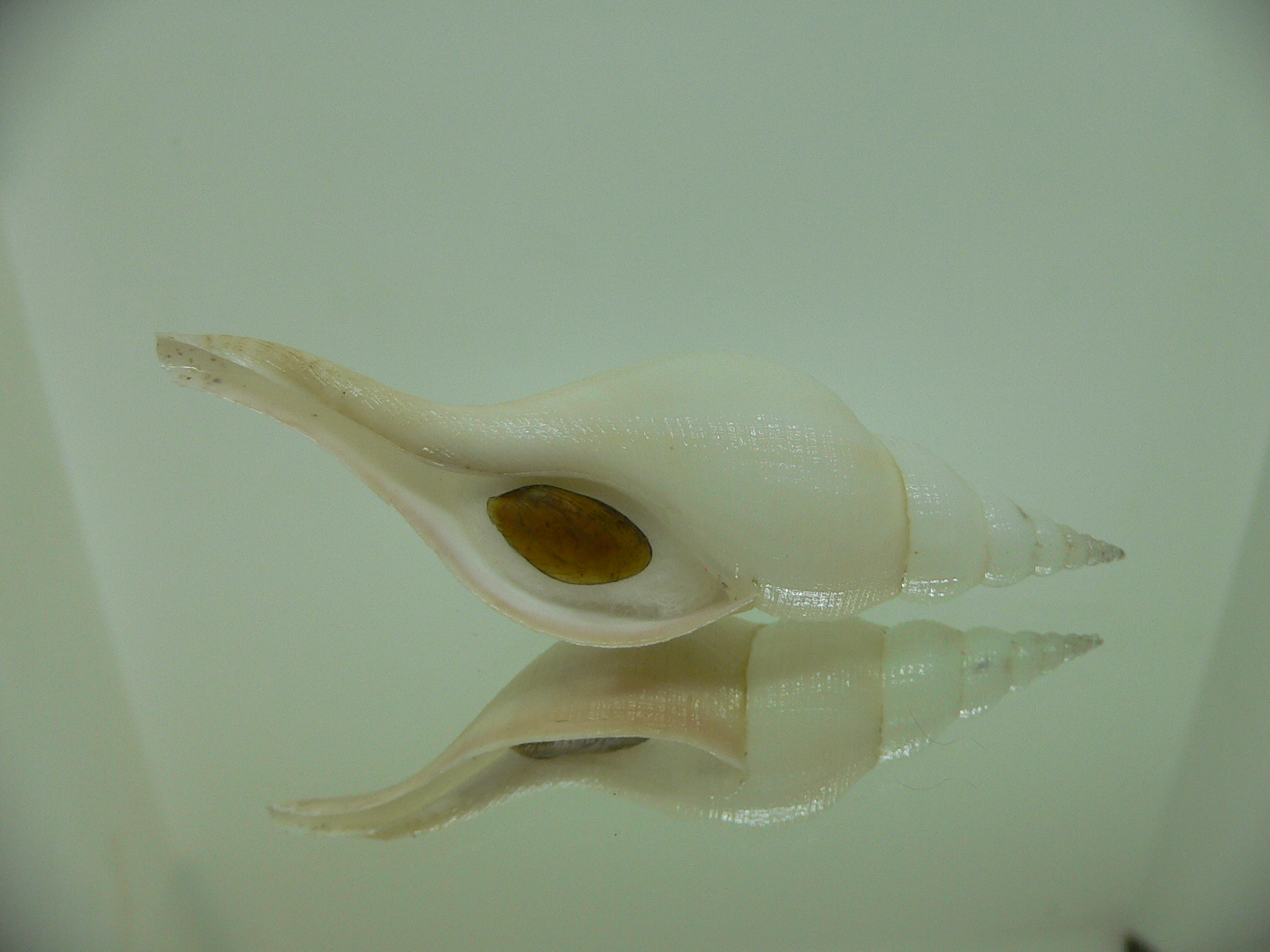Chryseofusus hyphalus LIGHT