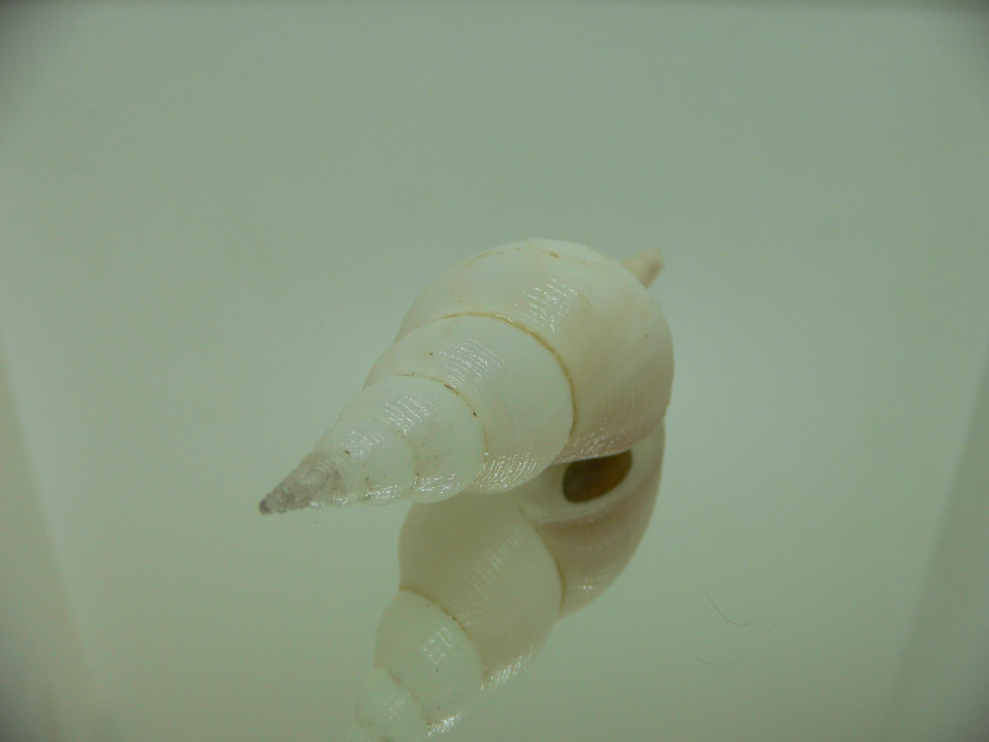 Chryseofusus hyphalus LIGHT