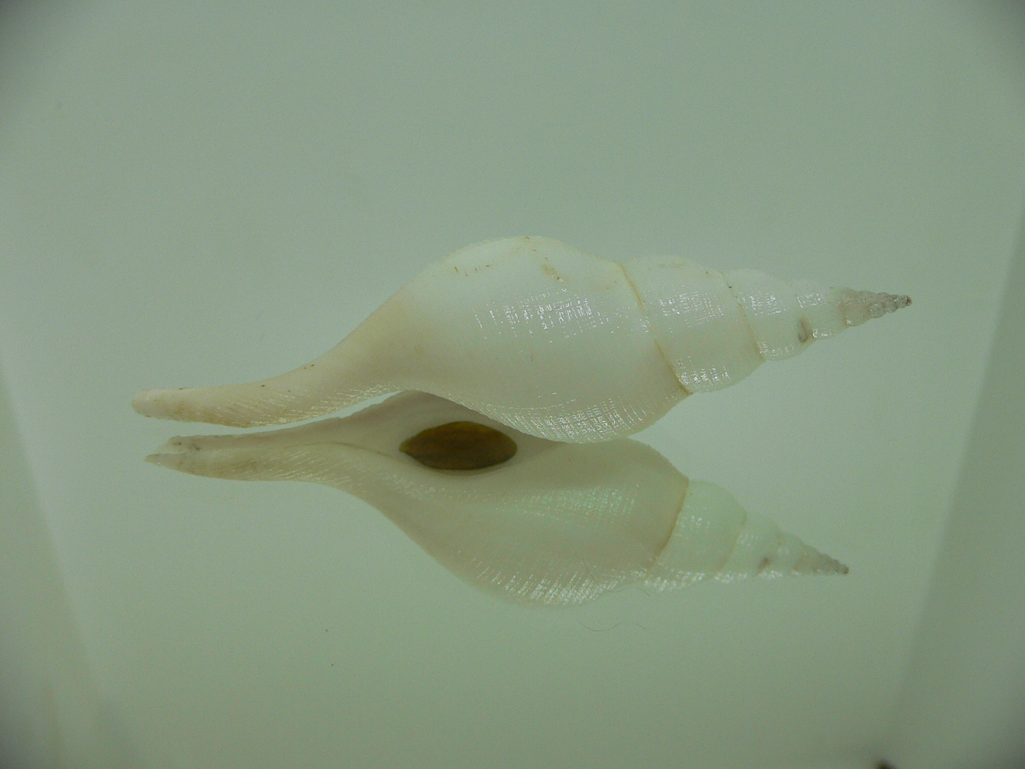 Chryseofusus hyphalus LIGHT