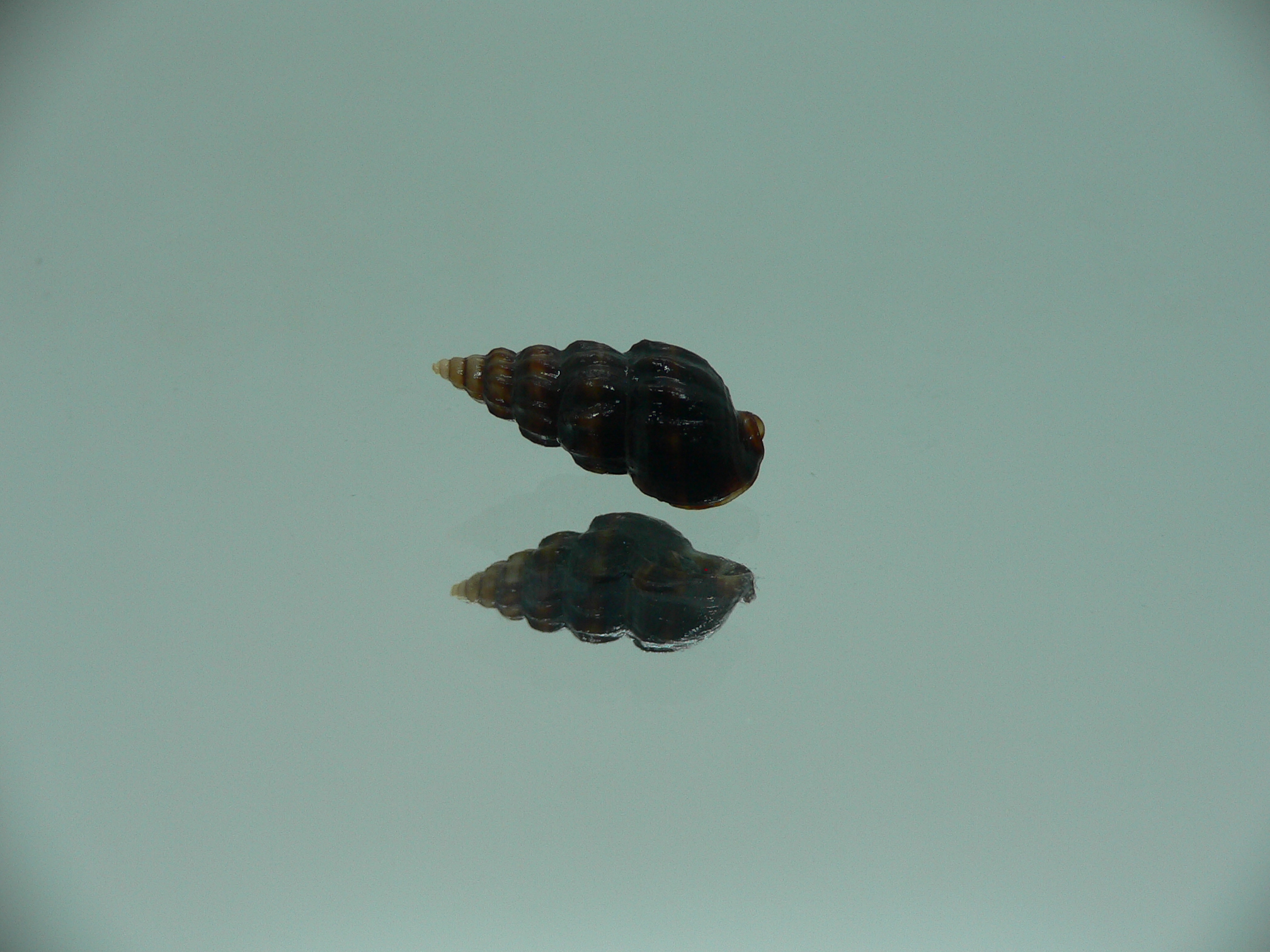 Nassarius japonicus BLACK GIANT